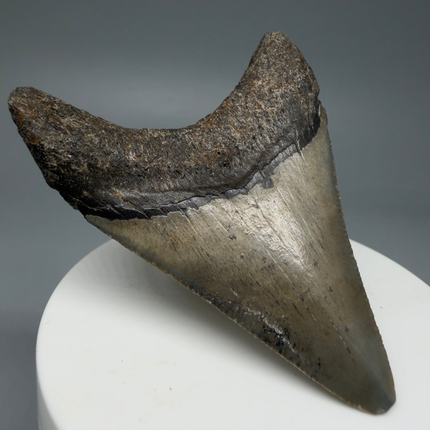 Back Left View 2.62" Colorful Fossil Megalodon Tooth – South Carolina River Find | Authentic Megalodon Tooth CM6034