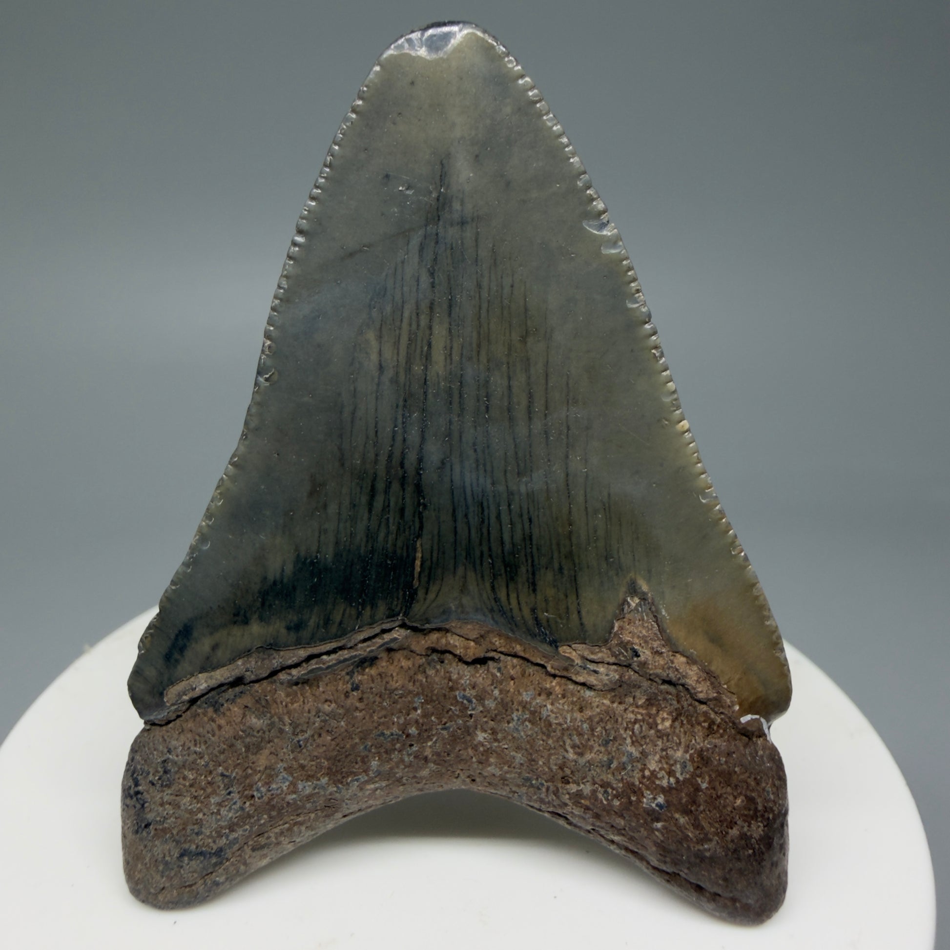 Back View 2.36" Colorful Fossil Megalodon Tooth – South Carolina River Find | Authentic Megalodon Tooth CM6033