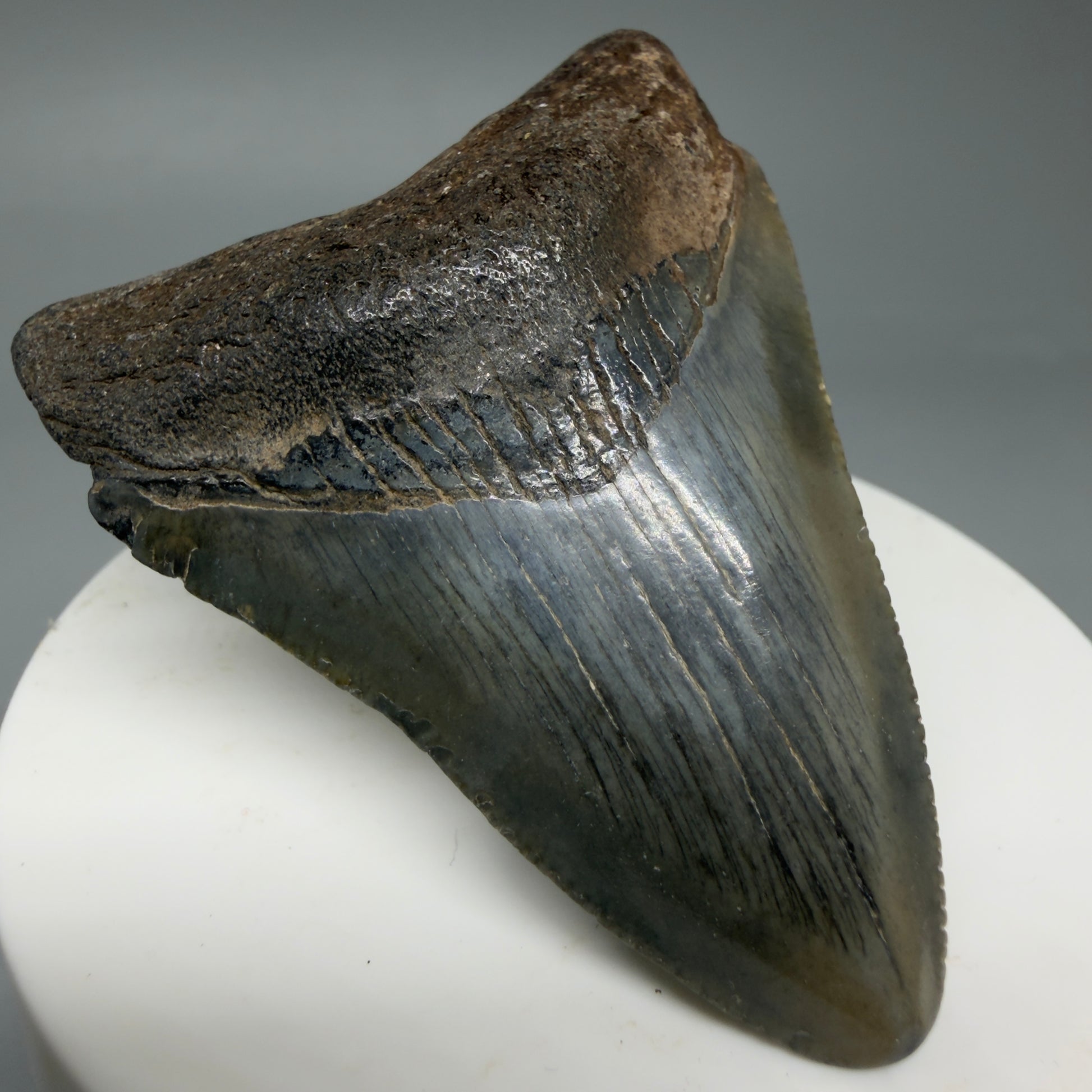 Front Left View 2.36" Colorful Fossil Megalodon Tooth – South Carolina River Find | Authentic Megalodon Tooth CM6033