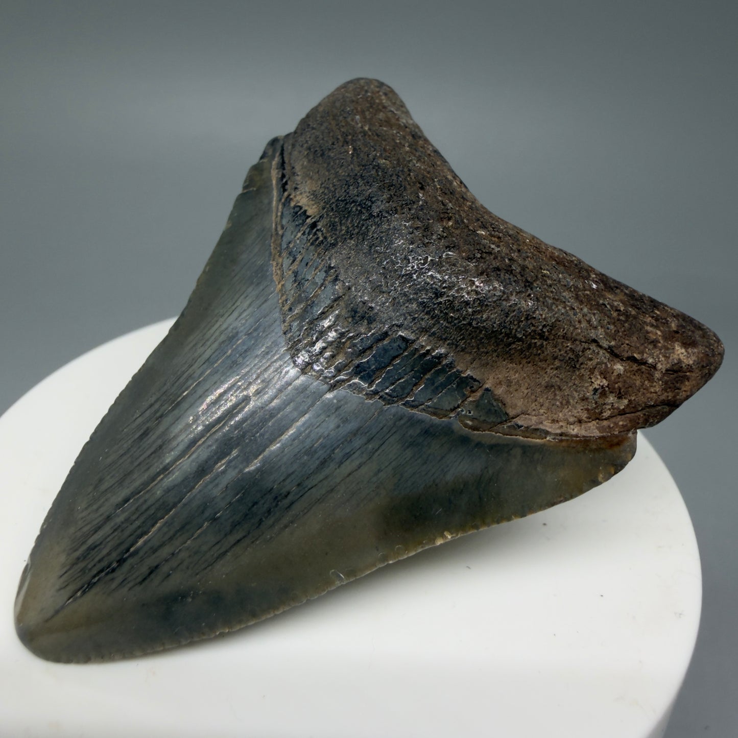 Front Right View 2.36" Colorful Fossil Megalodon Tooth – South Carolina River Find | Authentic Megalodon Tooth CM6033