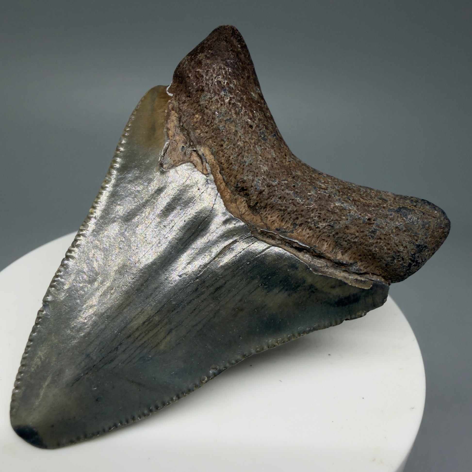 Back Left View 2.36" Colorful Fossil Megalodon Tooth – South Carolina River Find | Authentic Megalodon Tooth CM6033