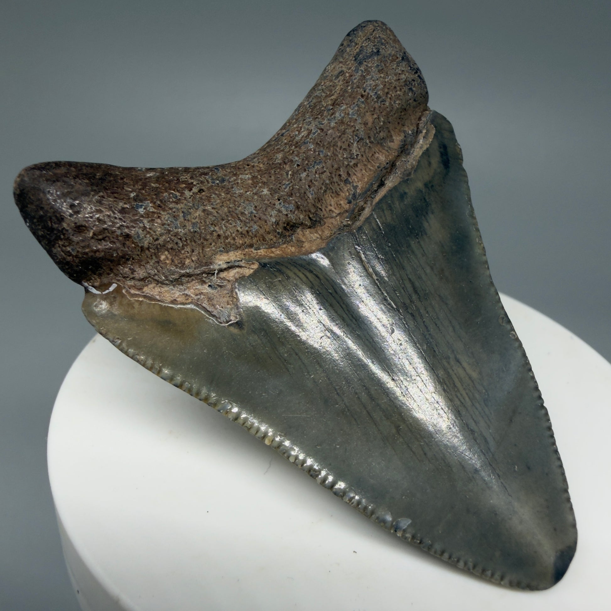 Back Right View 2.36" Colorful Fossil Megalodon Tooth – South Carolina River Find | Authentic Megalodon Tooth CM6033