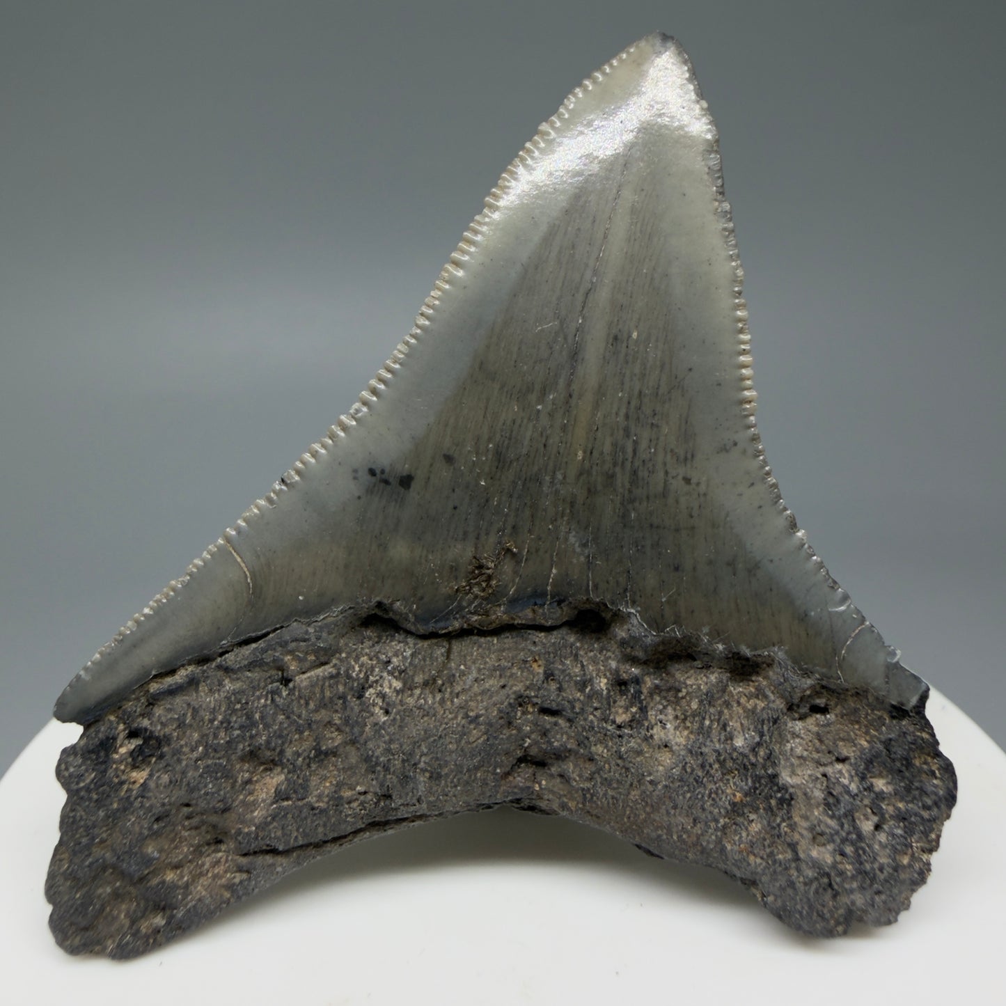 Back View 2.36" Lateral Fossil Megalodon Tooth – South Carolina River Find | Authentic CM6032