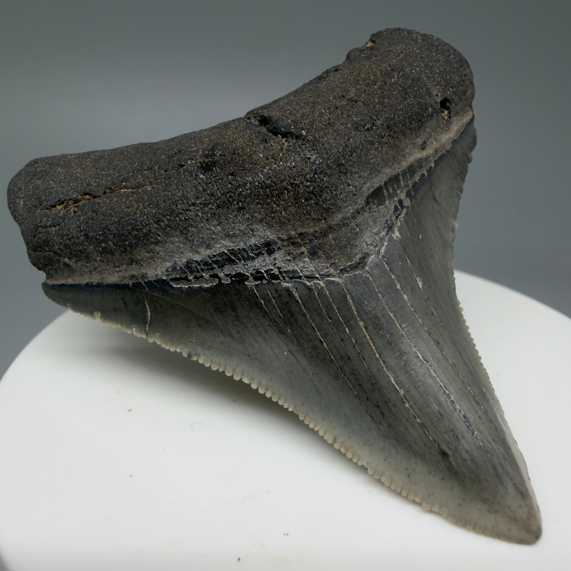 Front Left View 2.36" Lateral Fossil Megalodon Tooth – South Carolina River Find | Authentic CM6032