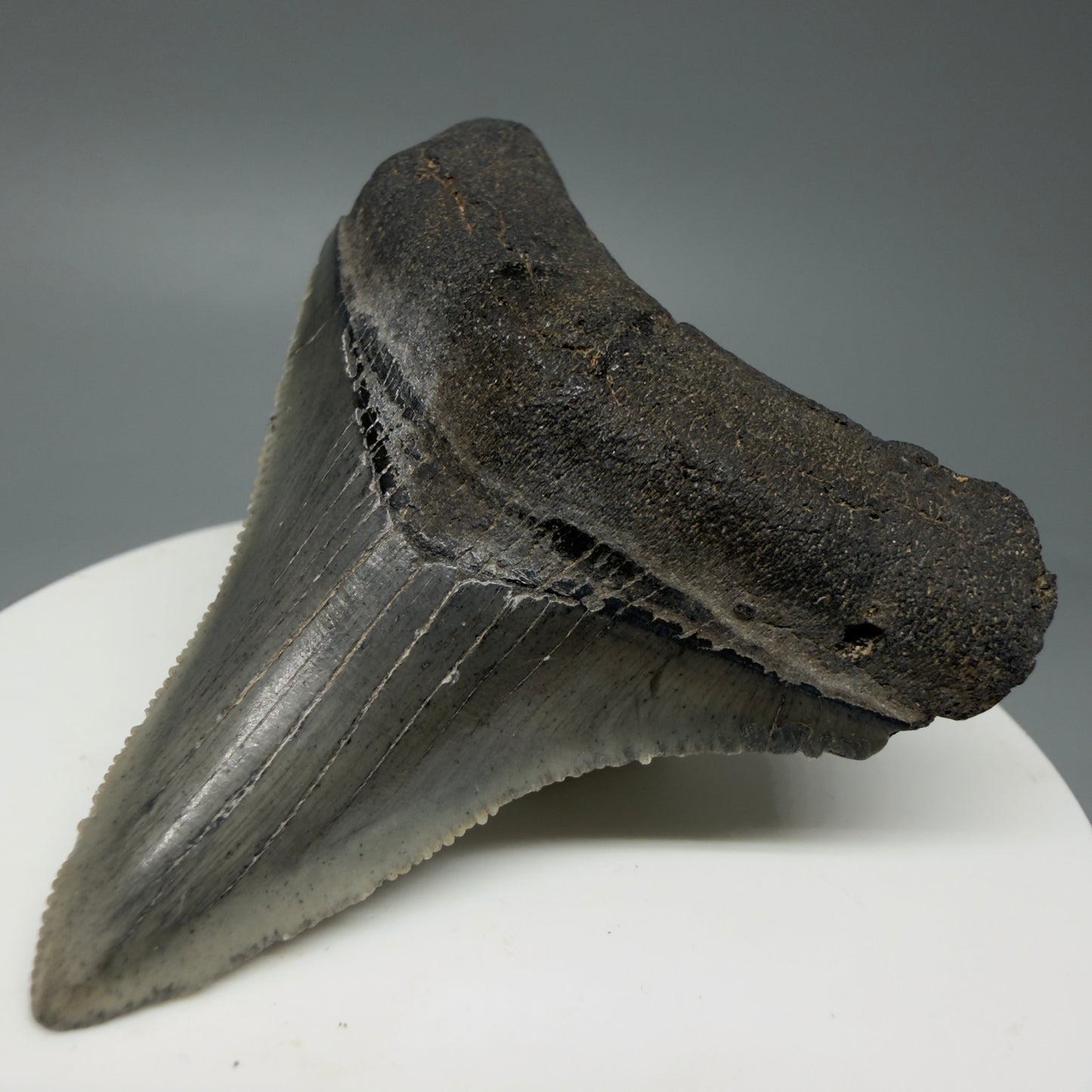 Front Right View 2.36" Lateral Fossil Megalodon Tooth – South Carolina River Find | Authentic CM6032