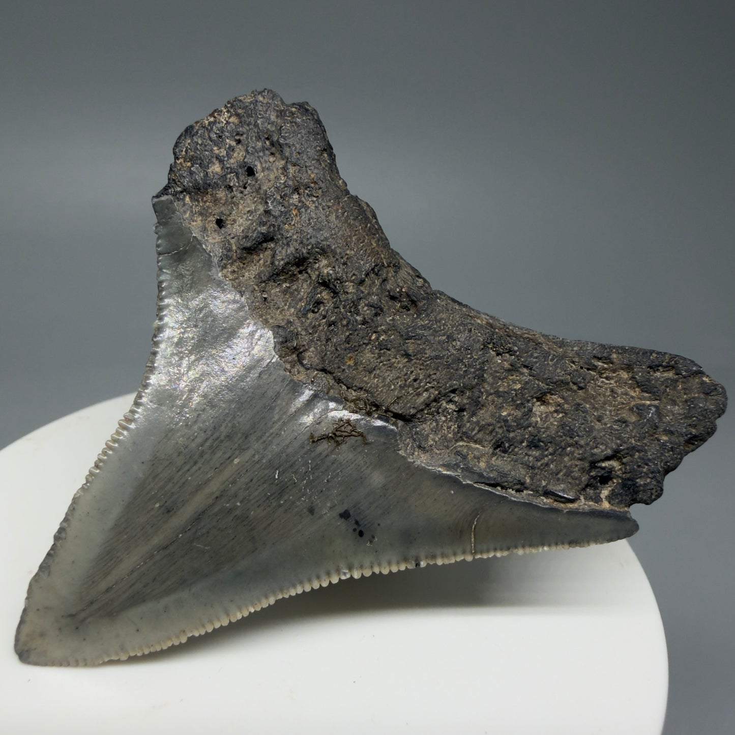 Back right View 2.36" Lateral Fossil Megalodon Tooth – South Carolina River Find | Authentic CM6032