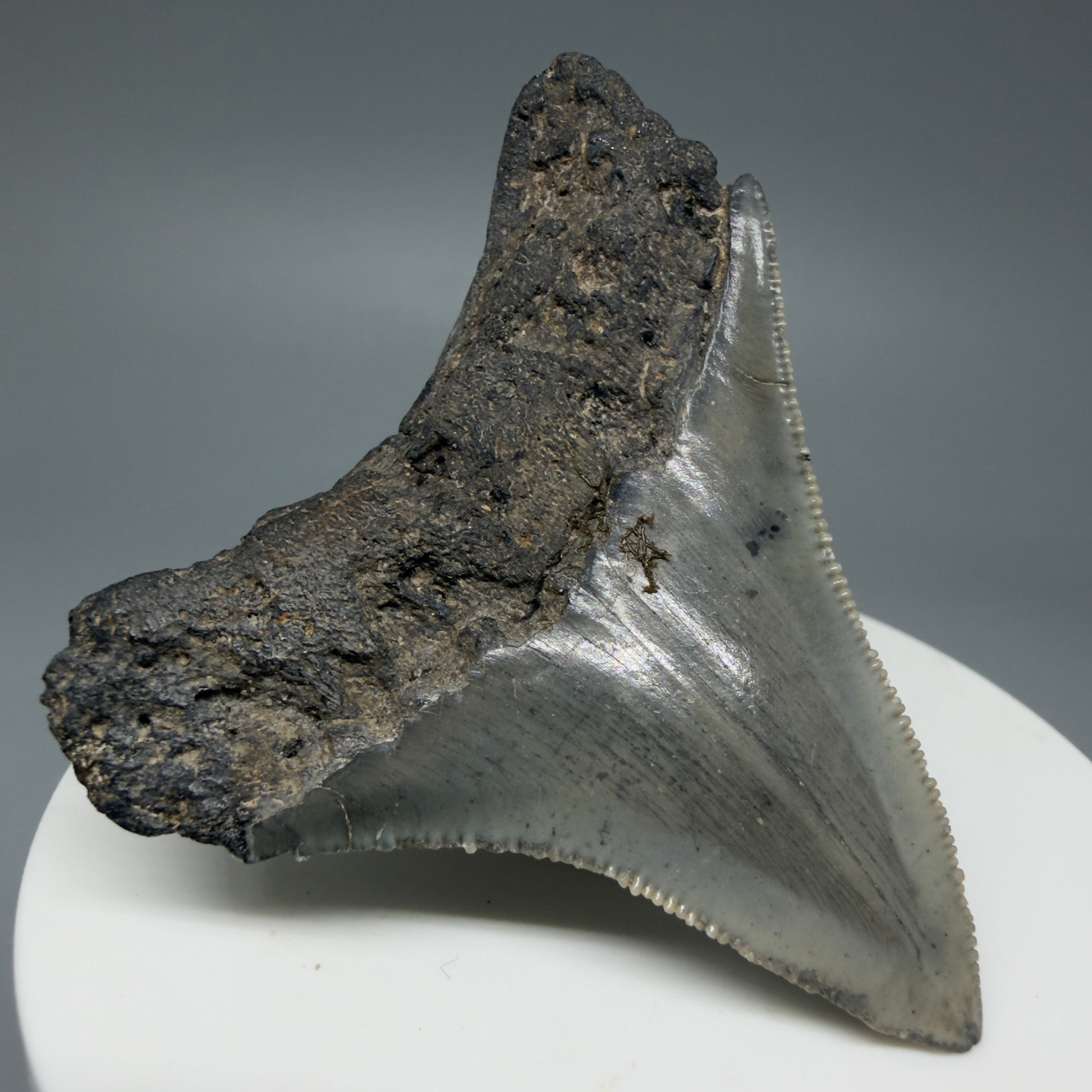 Back Left View 2.36" Lateral Fossil Megalodon Tooth – South Carolina River Find | Authentic CM6032