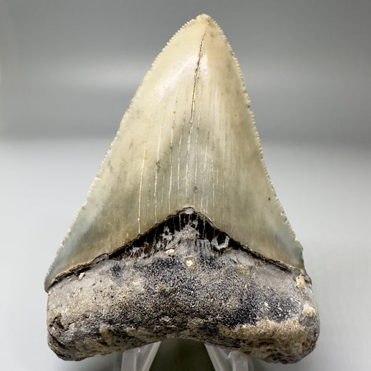 Colorful, serrated 3.52" Fossil Megalodon Tooth from North Carolina CM4871 - Front