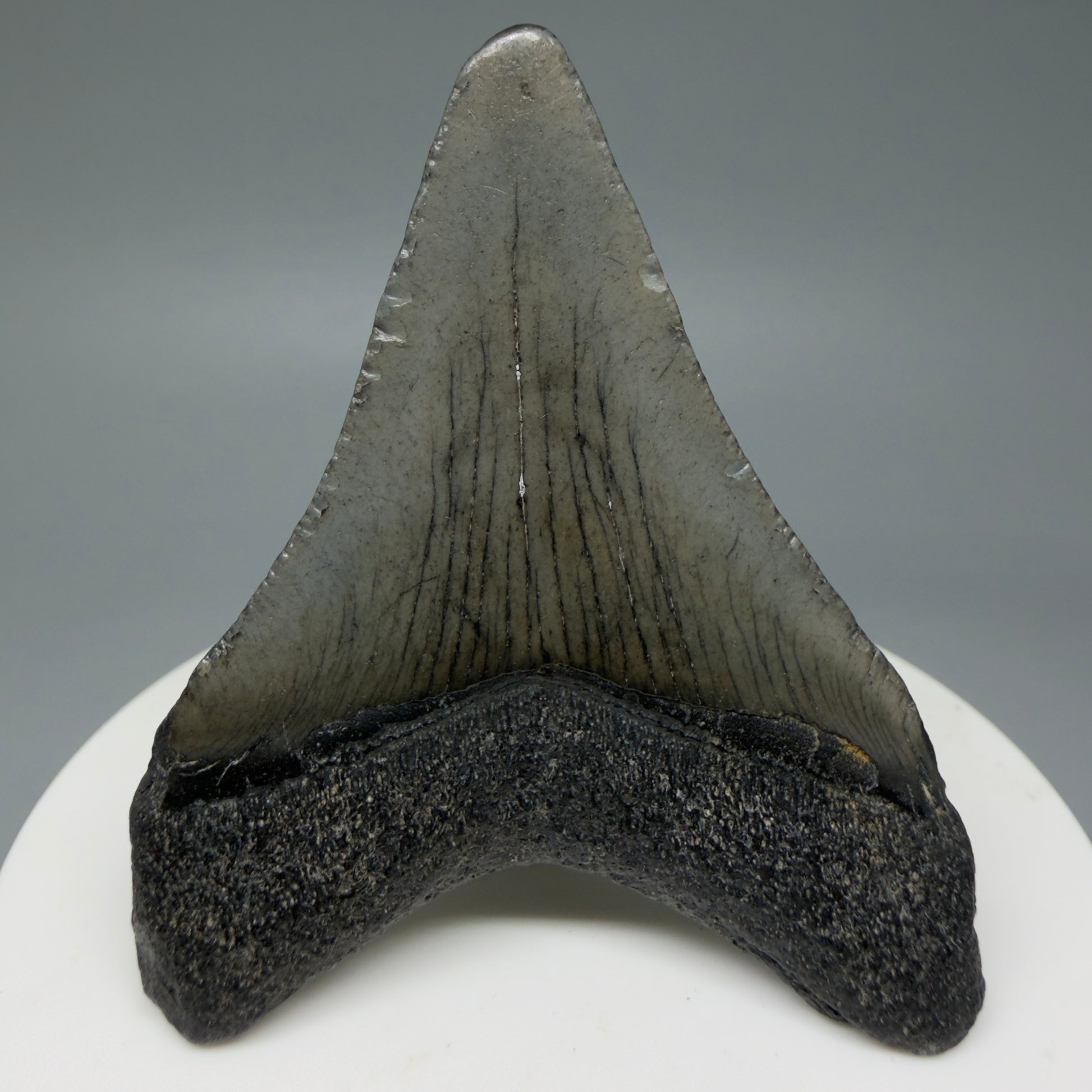 Back View 2.29" Colorful Fossil Megalodon Tooth – South Carolina River Find | Authentic CM6031