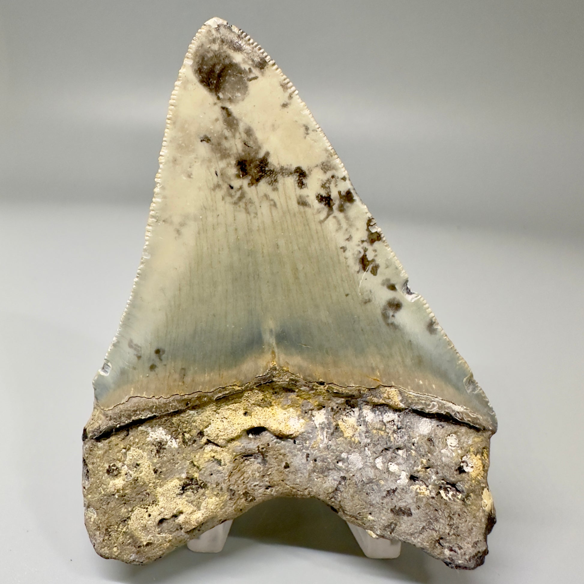 Colorful, serrated 3.52" Fossil Megalodon Tooth from North Carolina CM4871 - Back