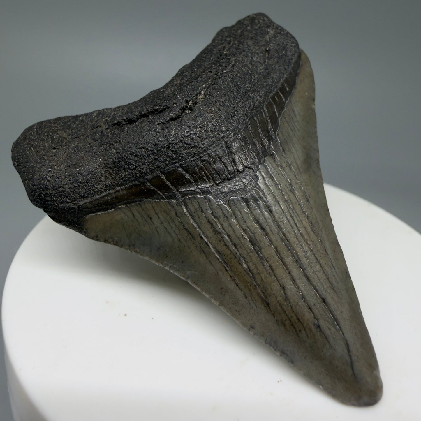 Front Left View 2.29" Colorful Fossil Megalodon Tooth – South Carolina River Find | Authentic CM6031