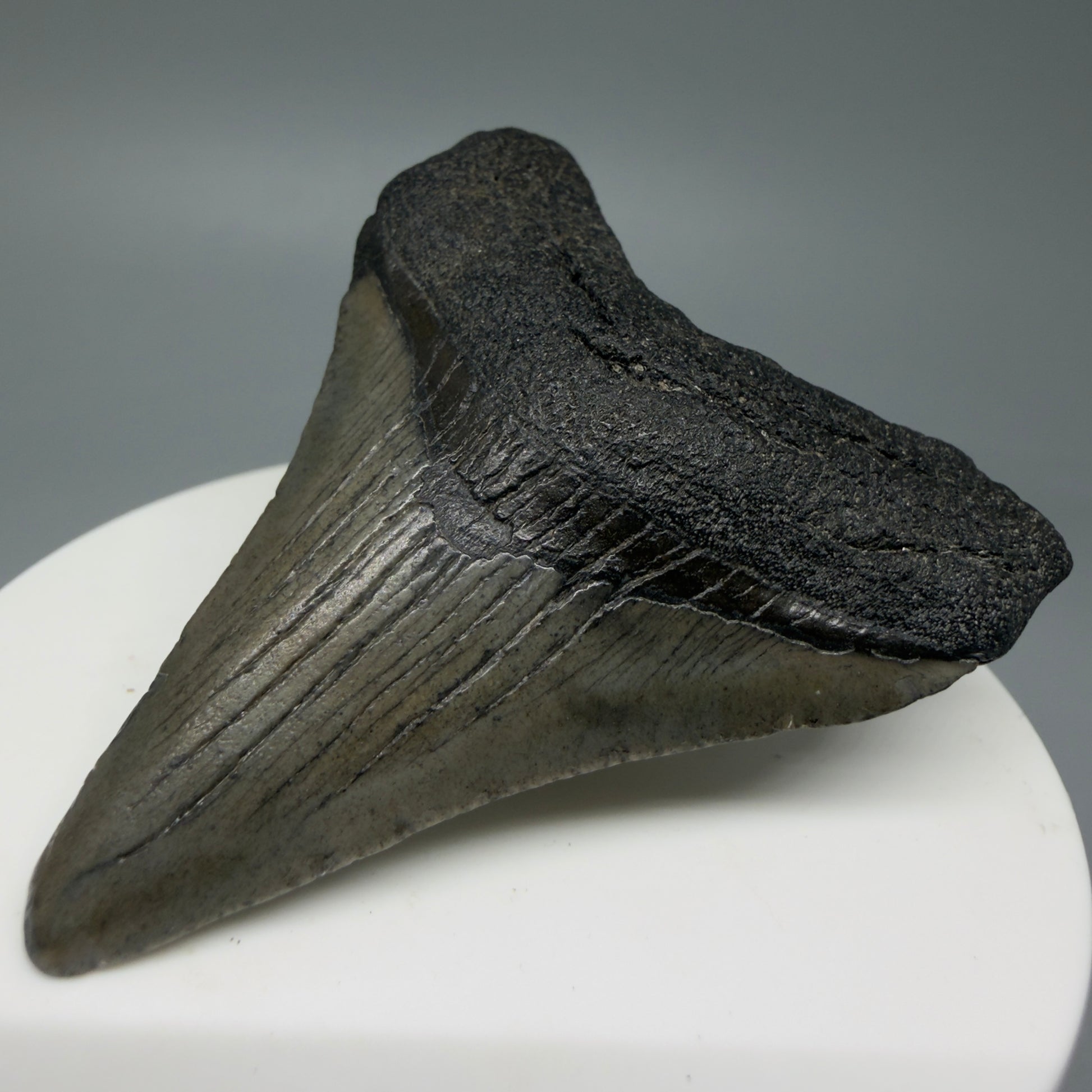 Front Right View 2.29" Colorful Fossil Megalodon Tooth – South Carolina River Find | Authentic CM6031
