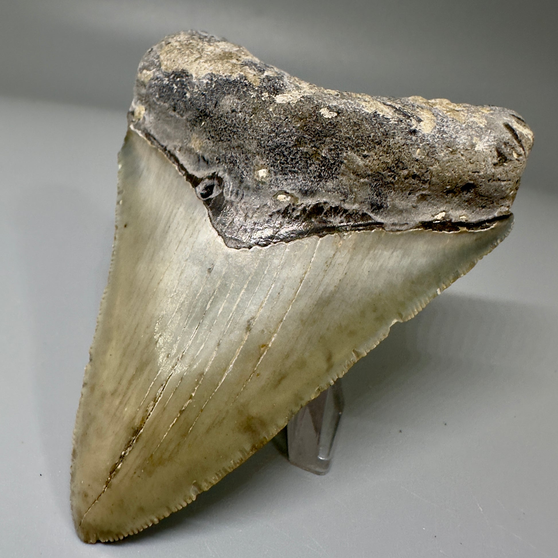 Colorful, serrated 3.52" Fossil Megalodon Tooth from North Carolina CM4871 - Front Right