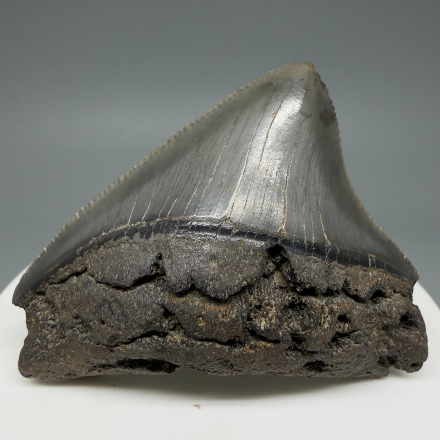 Front View 2.03" Posterior Fossil Megalodon Tooth – South Carolina River Find | Authentic CM6030 - 1