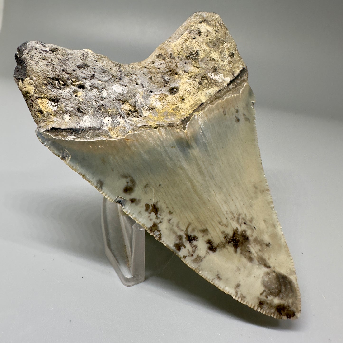 Colorful, serrated 3.52" Fossil Megalodon Tooth from North Carolina CM4871 - Back Left