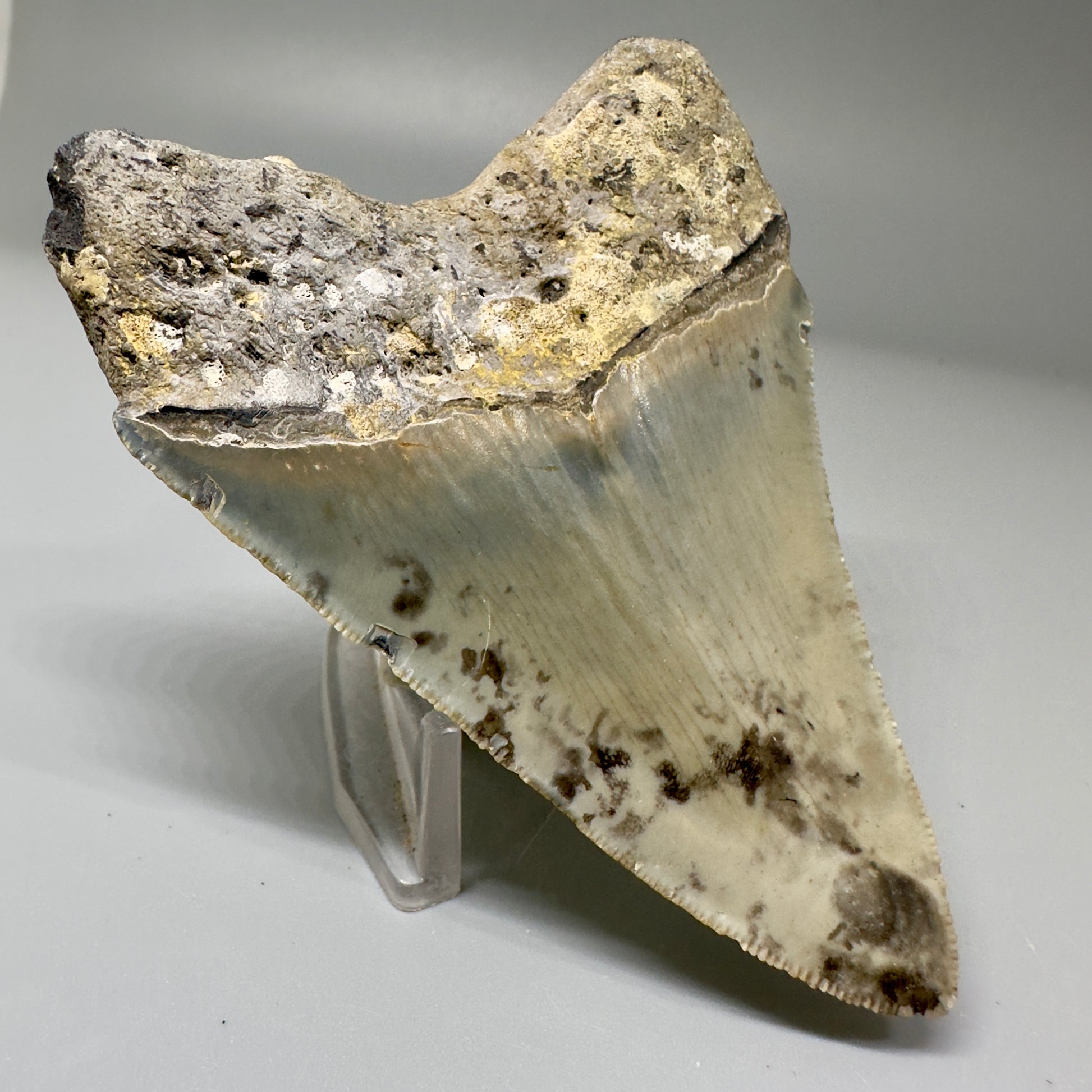 Colorful, serrated 3.52" Fossil Megalodon Tooth from North Carolina CM4871 - Back Left