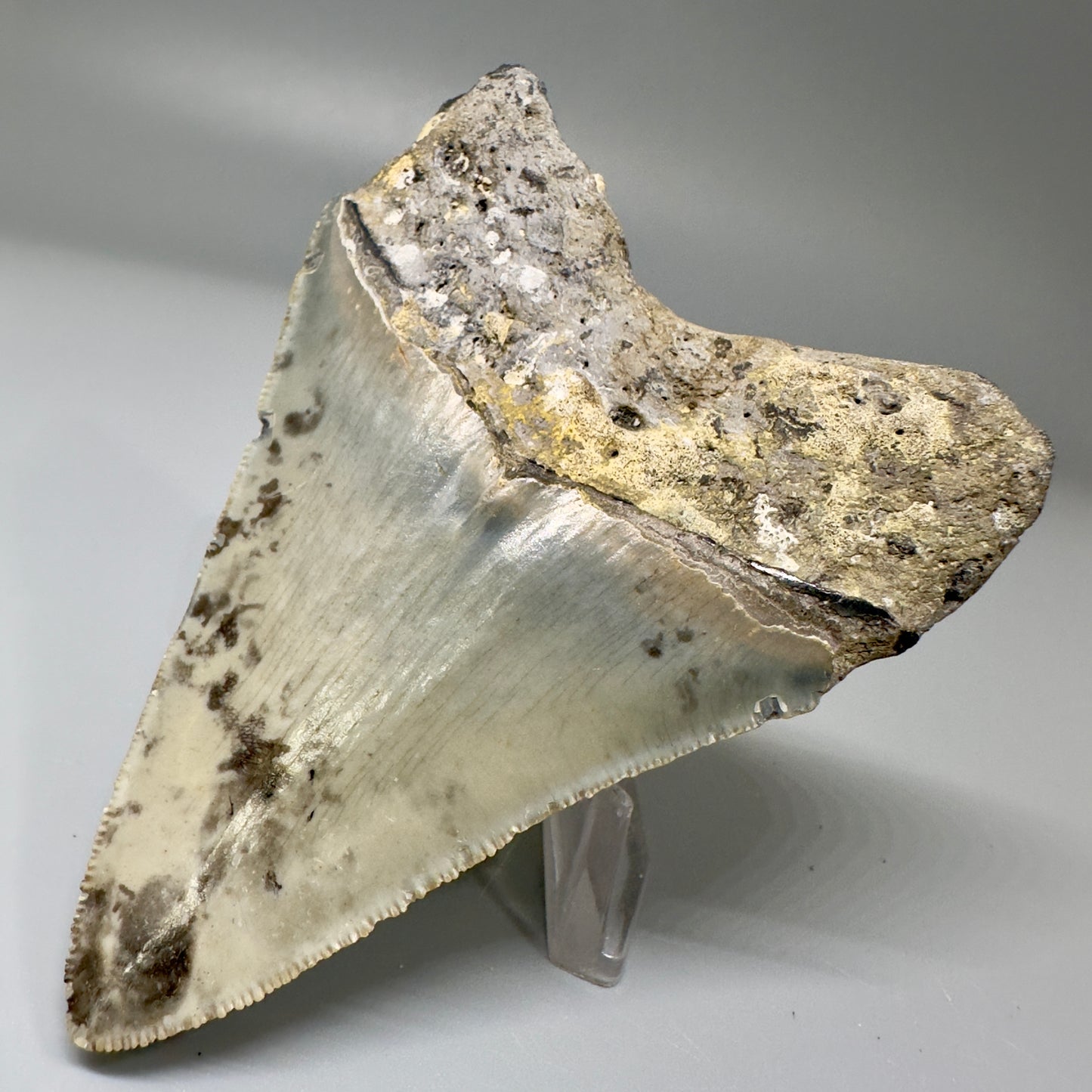 Colorful, serrated 3.52" Fossil Megalodon Tooth from North Carolina CM4871 - Back Right