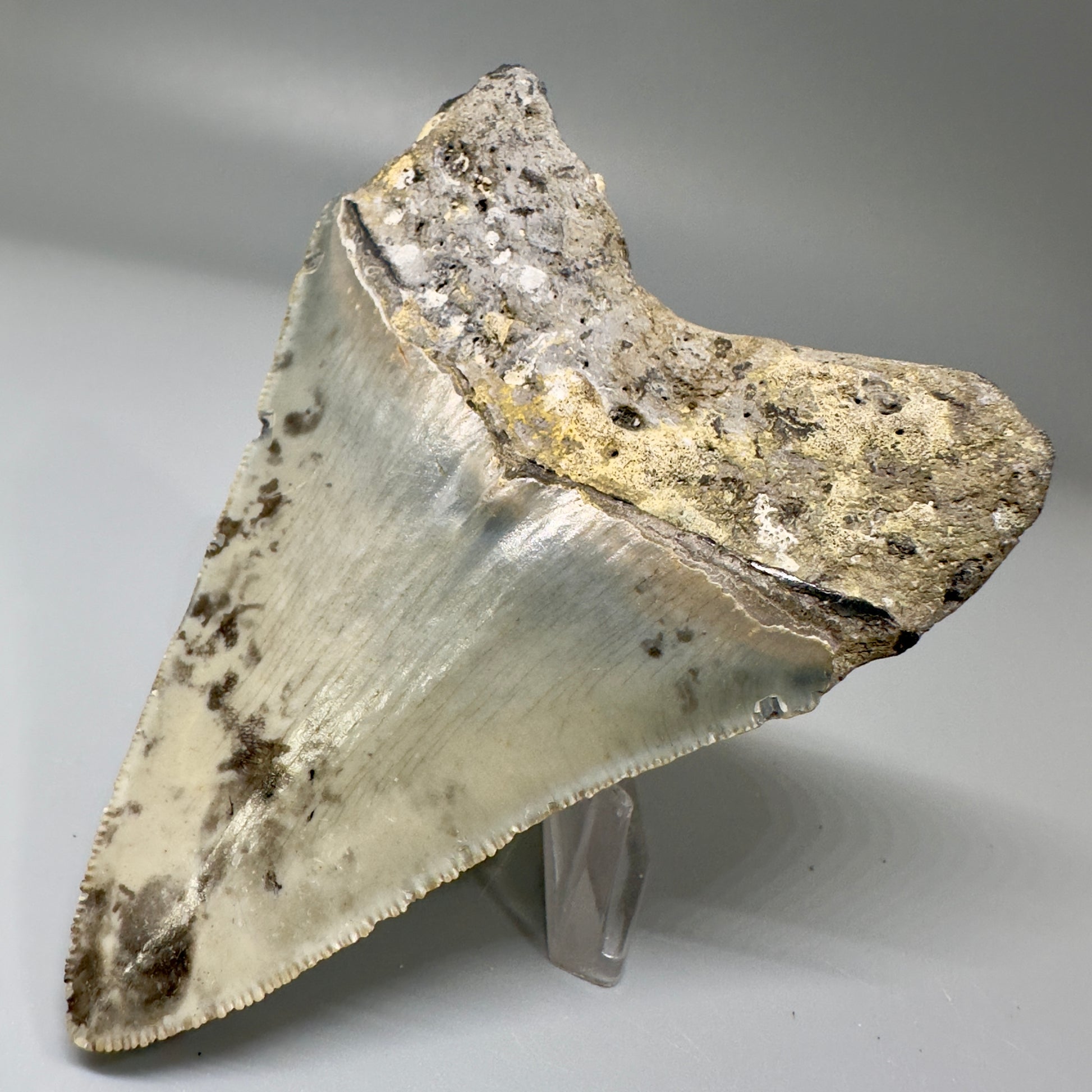Colorful, serrated 3.52" Fossil Megalodon Tooth from North Carolina CM4871 - Back Right
