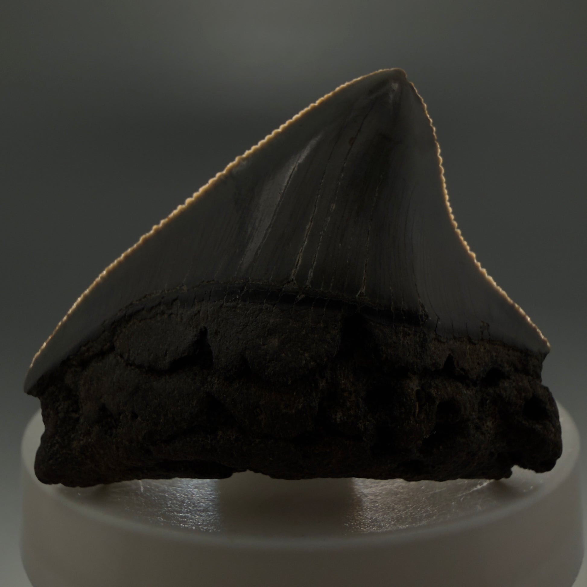 Front View 2.03" Posterior Fossil Megalodon Tooth – South Carolina River Find | Authentic CM6030 - 3