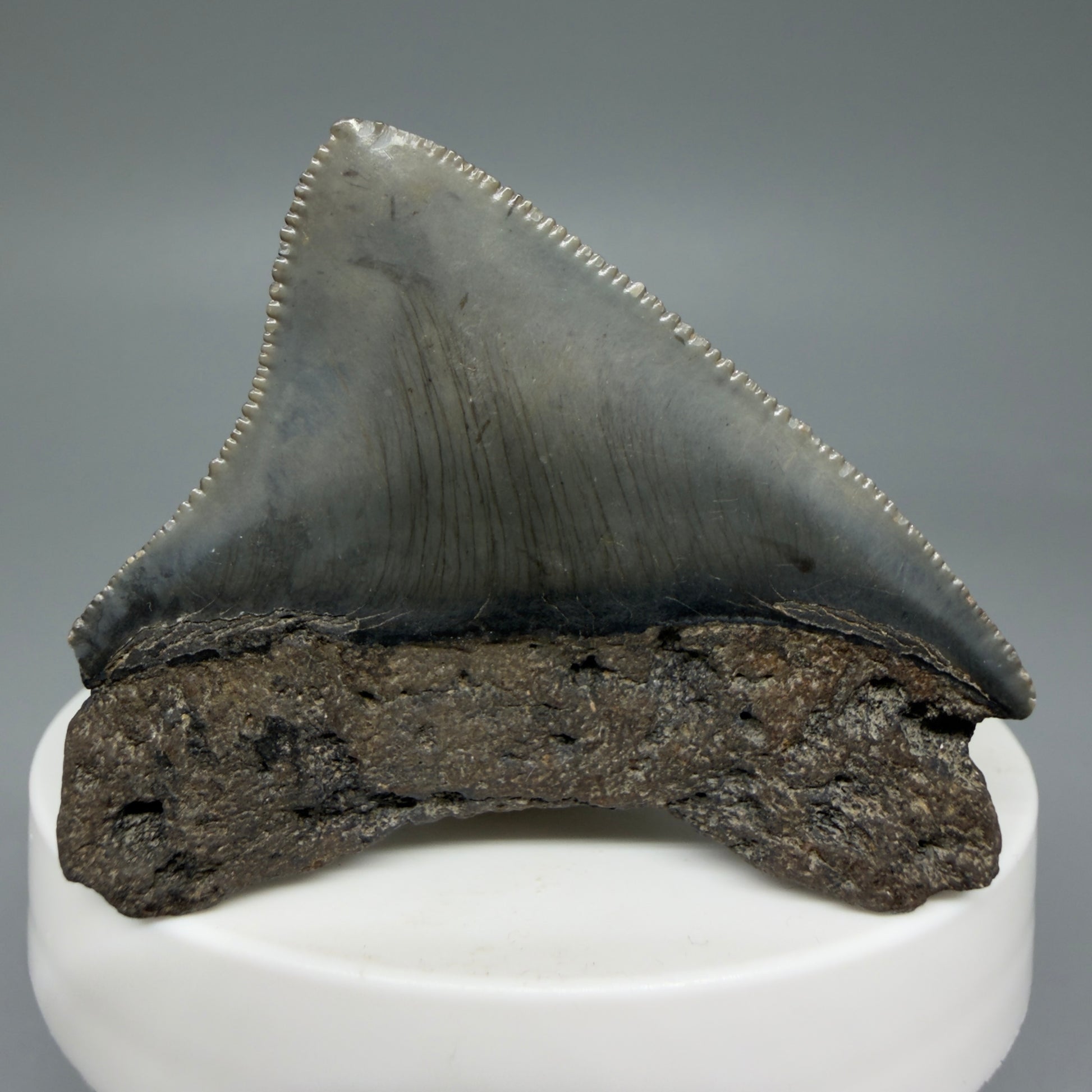 Back View 2.03" Posterior Fossil Megalodon Tooth – South Carolina River Find | Authentic CM6030