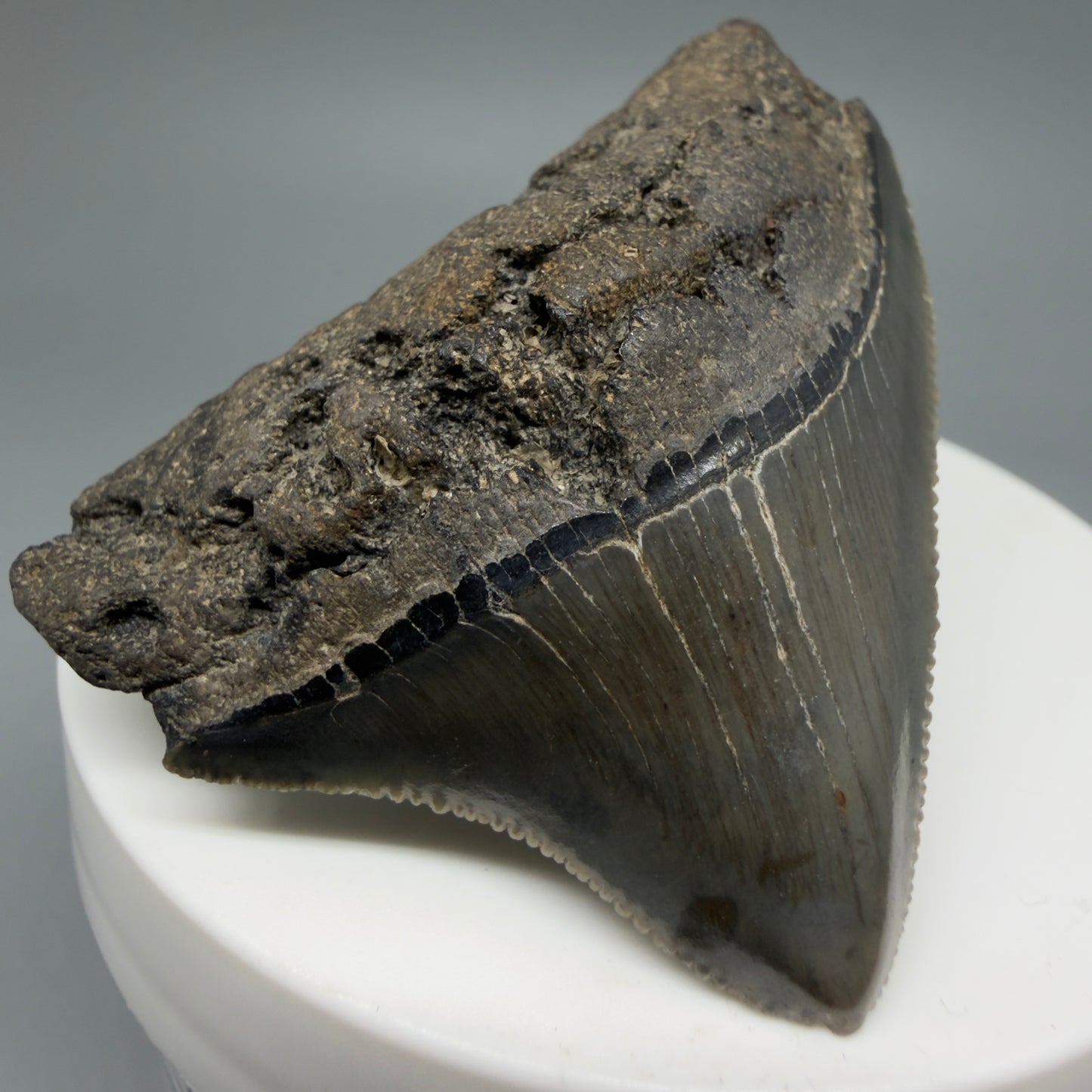 Front Left View 2.03" Posterior Fossil Megalodon Tooth – South Carolina River Find | Authentic CM6030