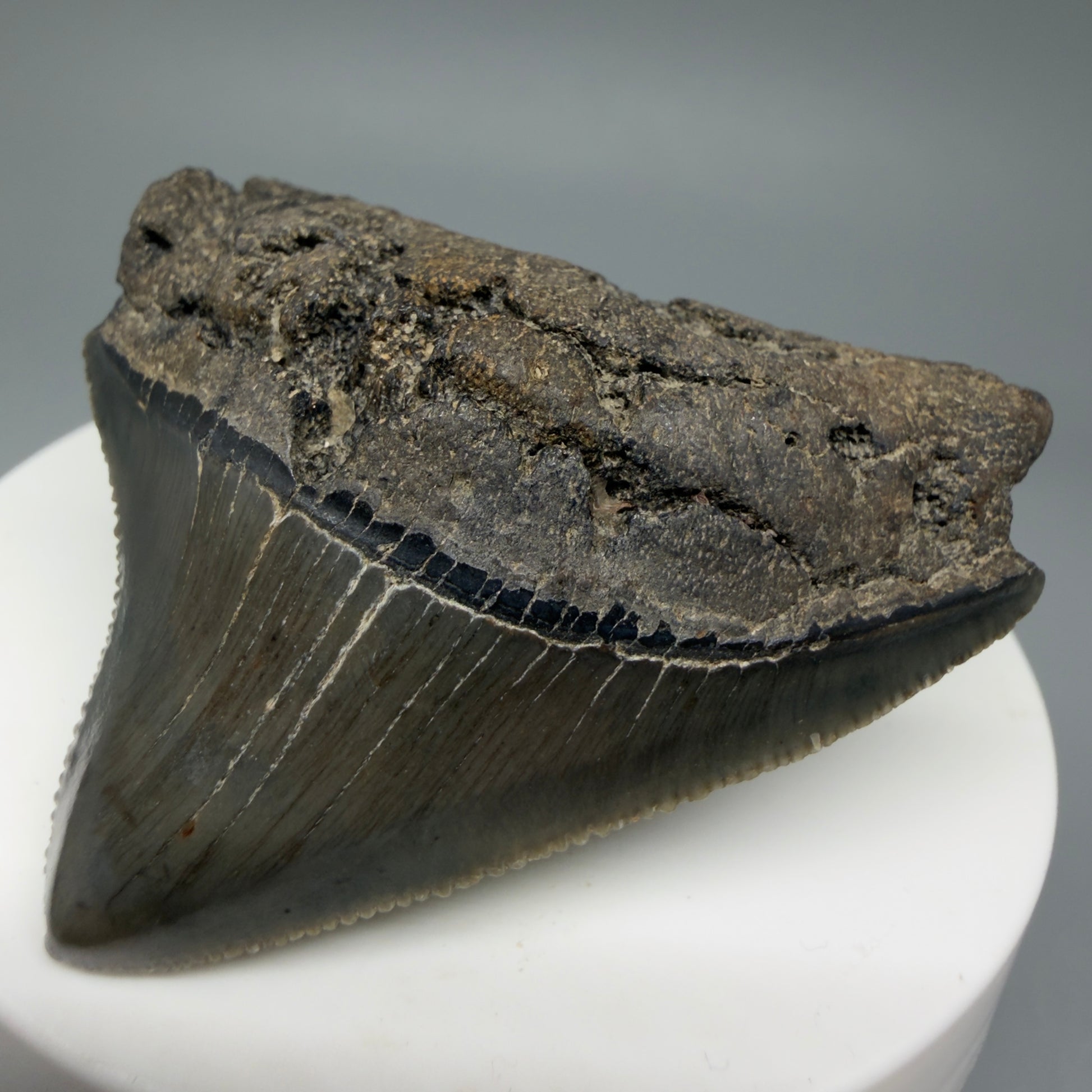 Front Right View 2.03" Posterior Fossil Megalodon Tooth – South Carolina River Find | Authentic CM6030