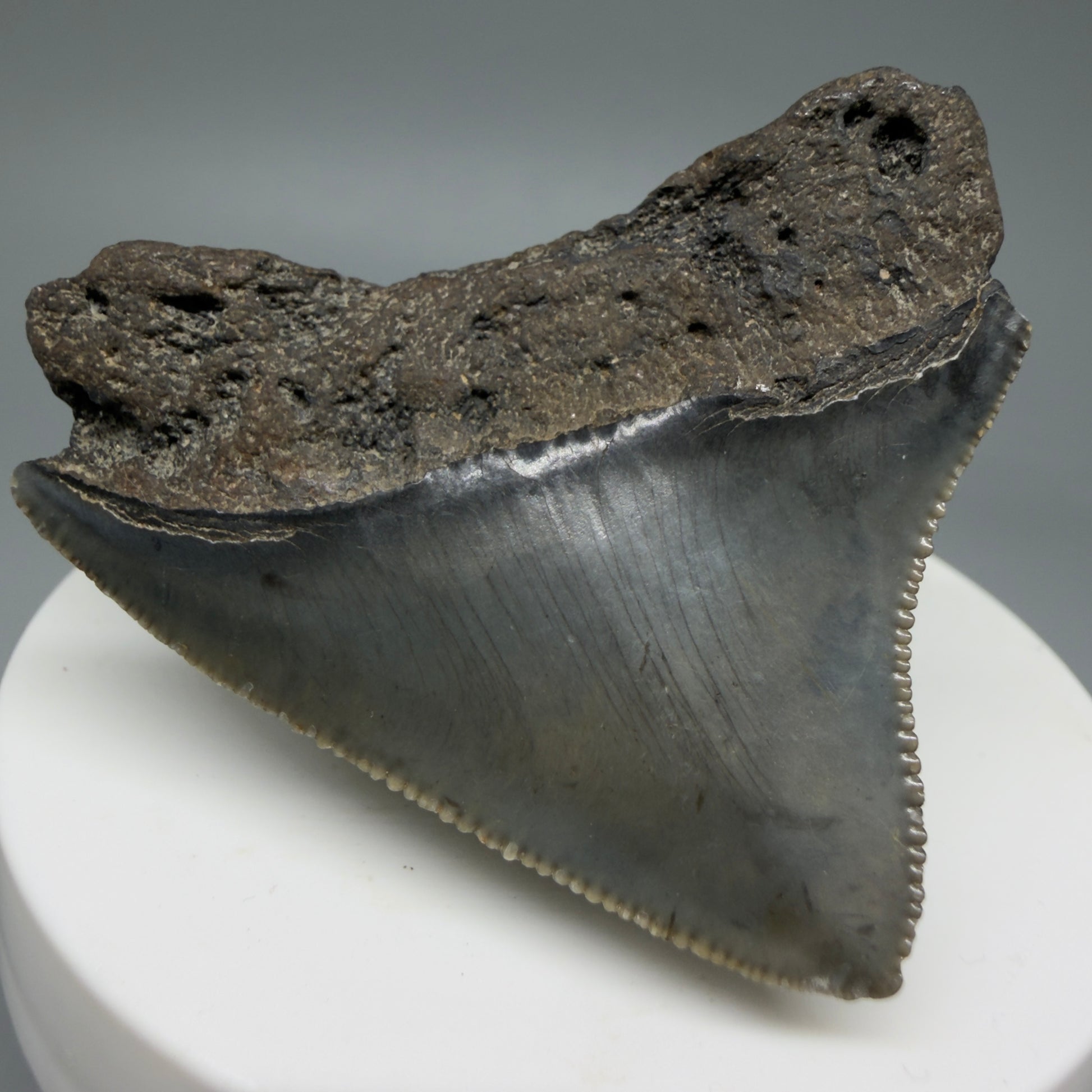 Back Left View 2.03" Posterior Fossil Megalodon Tooth – South Carolina River Find | Authentic CM6030