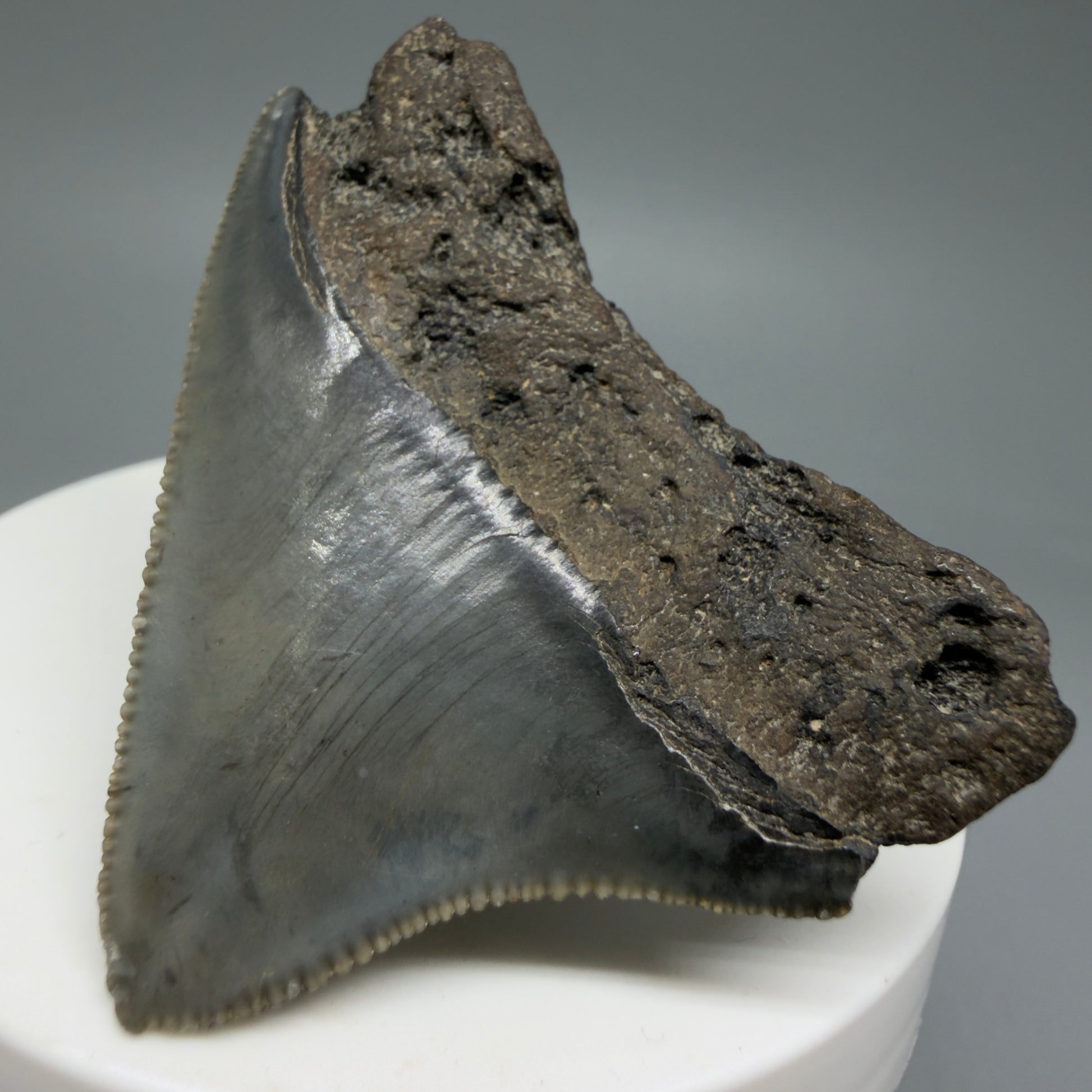 Back Right View 2.03" Posterior Fossil Megalodon Tooth – South Carolina River Find | Authentic CM6030
