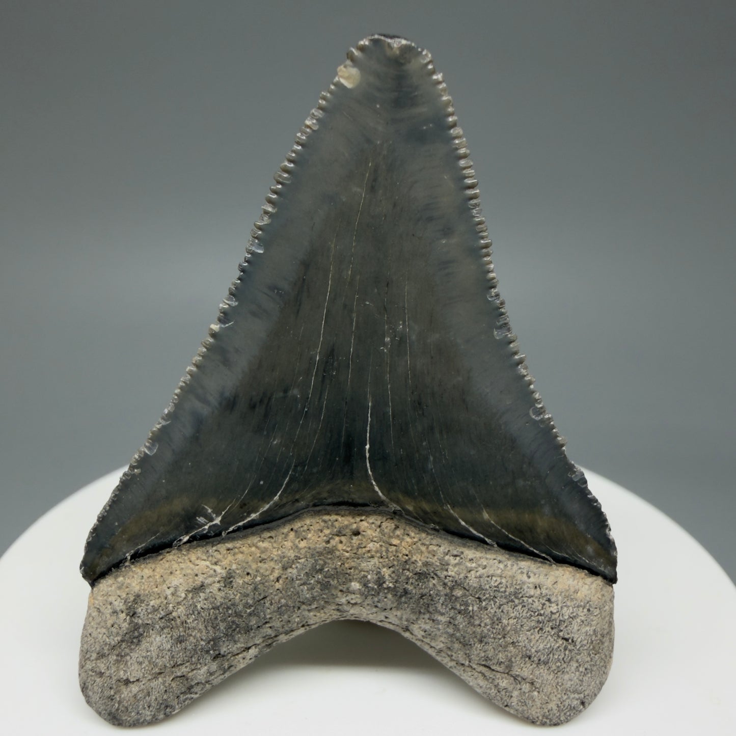 Back View Baby 1.99" Colorful Fossil Megalodon Tooth – South Carolina River Find | Authentic Megalodon Tooth CM6029