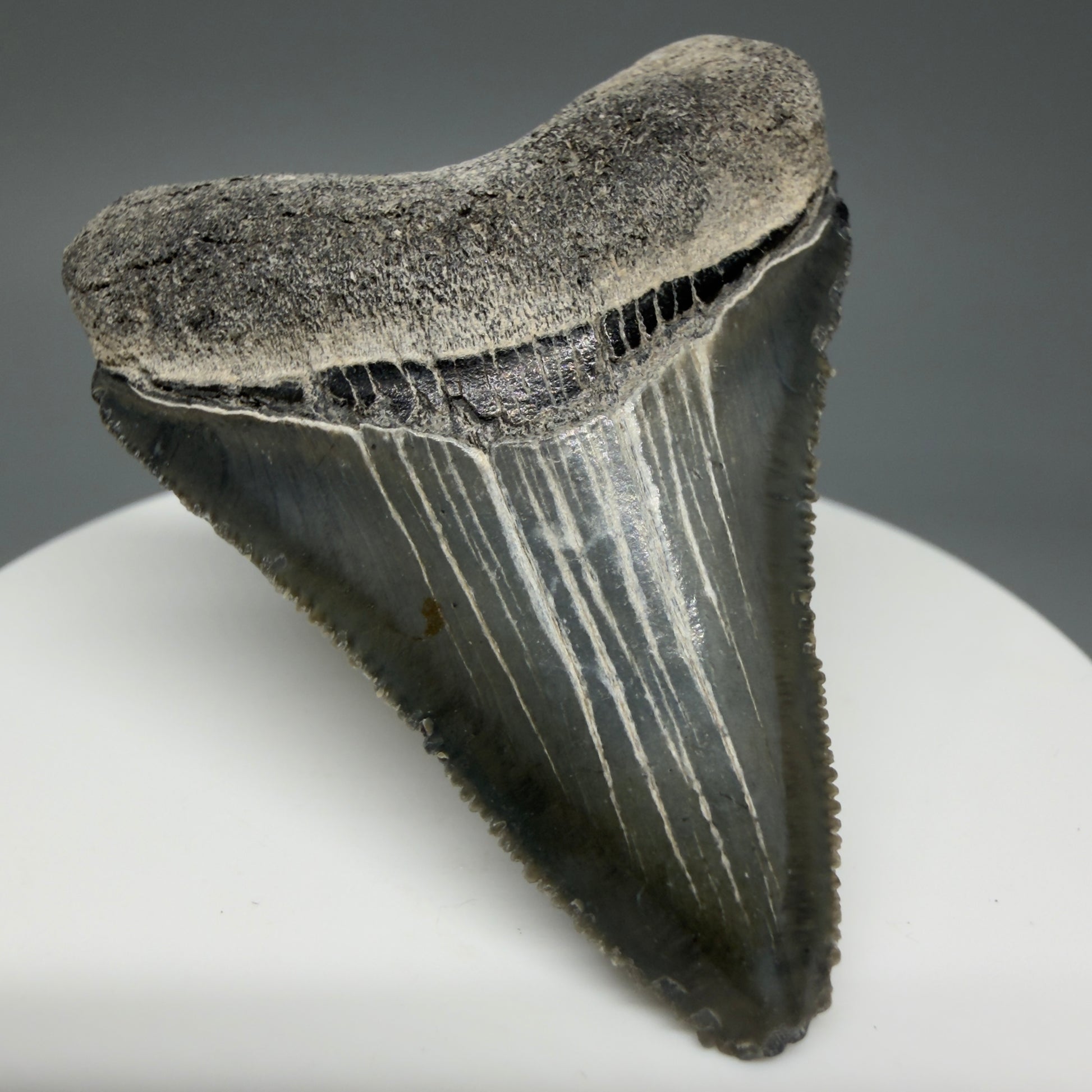Front Left View Baby 1.99" Colorful Fossil Megalodon Tooth – South Carolina River Find | Authentic Megalodon Tooth CM6029