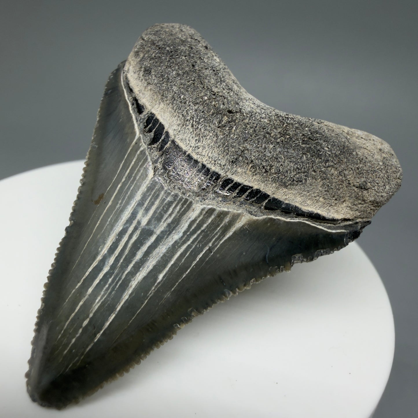 Front Right View Baby 1.99" Colorful Fossil Megalodon Tooth – South Carolina River Find | Authentic Megalodon Tooth CM6029