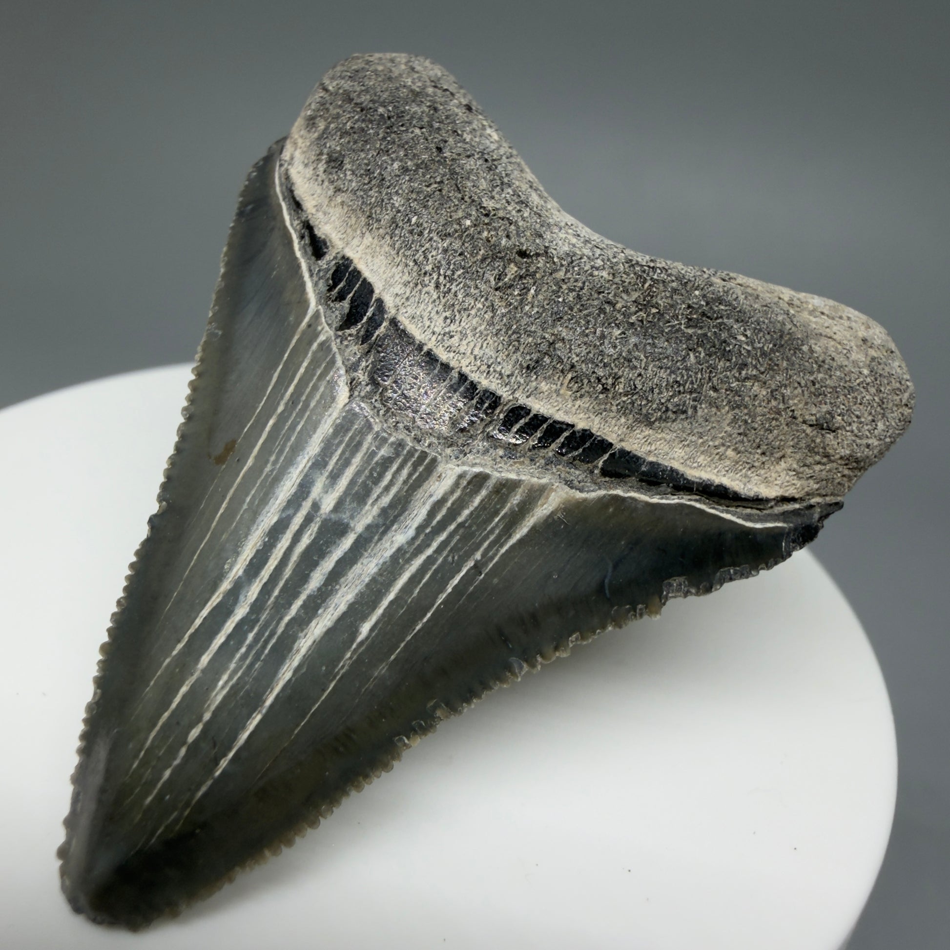 Front Right View Baby 1.99" Colorful Fossil Megalodon Tooth – South Carolina River Find | Authentic Megalodon Tooth CM6029
