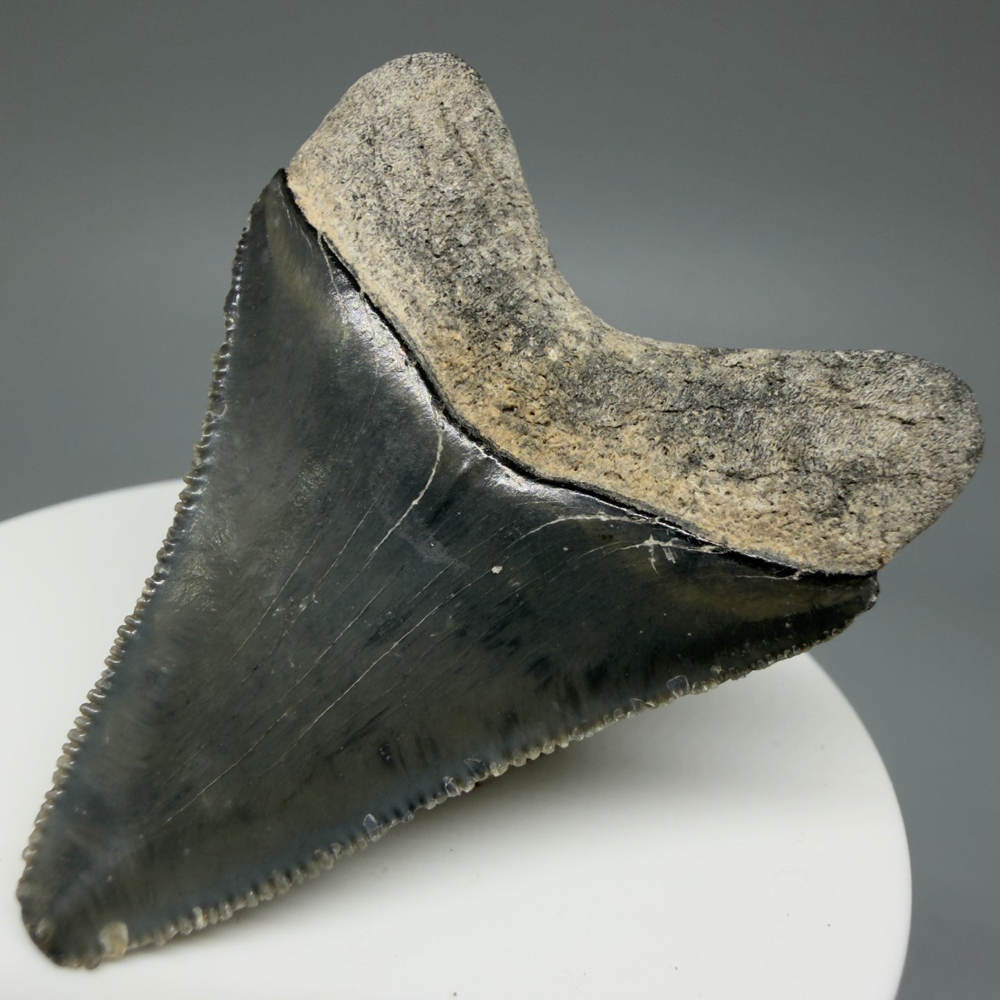 Back Right View Baby 1.99" Colorful Fossil Megalodon Tooth – South Carolina River Find | Authentic Megalodon Tooth CM6029