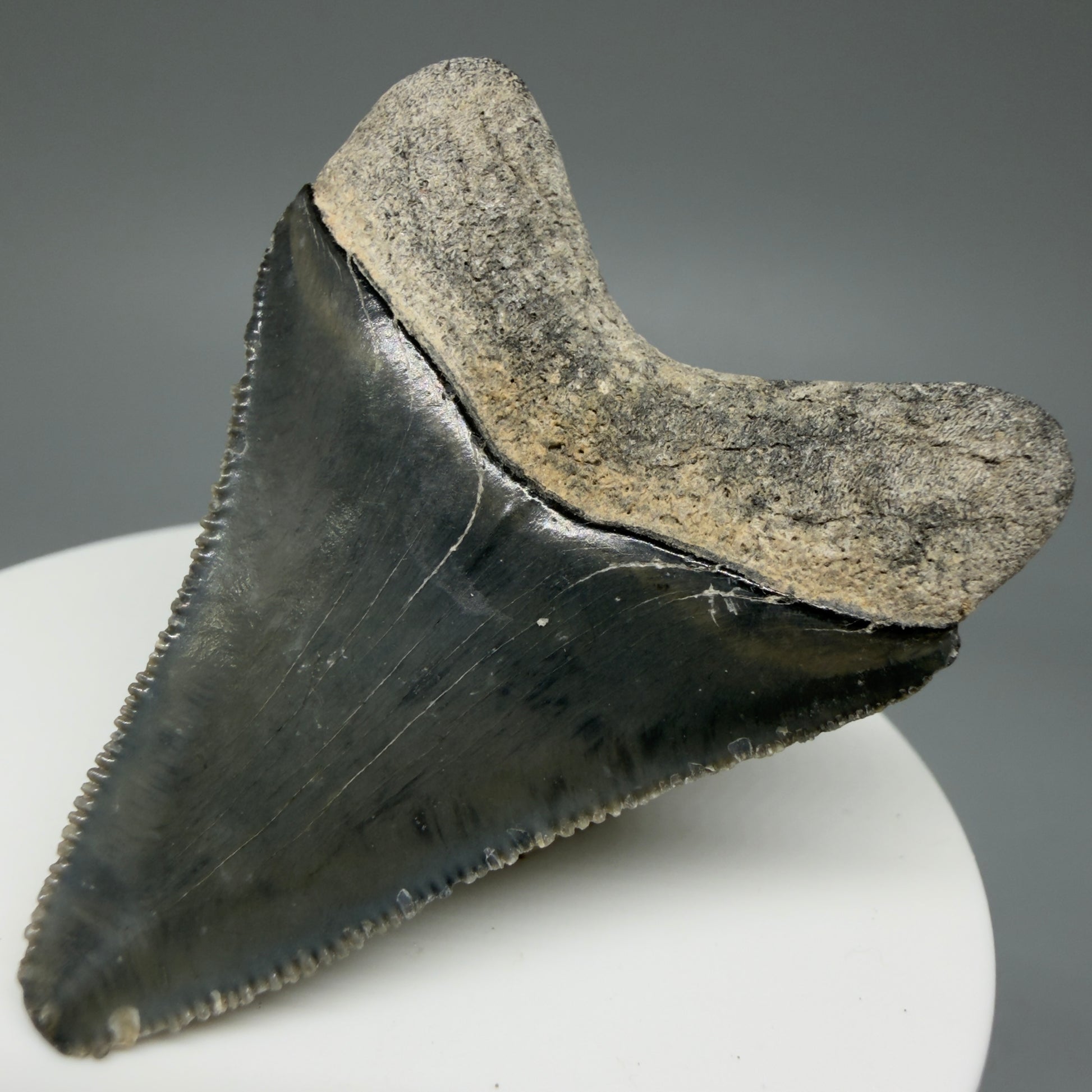 Back Right View Baby 1.99" Colorful Fossil Megalodon Tooth – South Carolina River Find | Authentic Megalodon Tooth CM6029