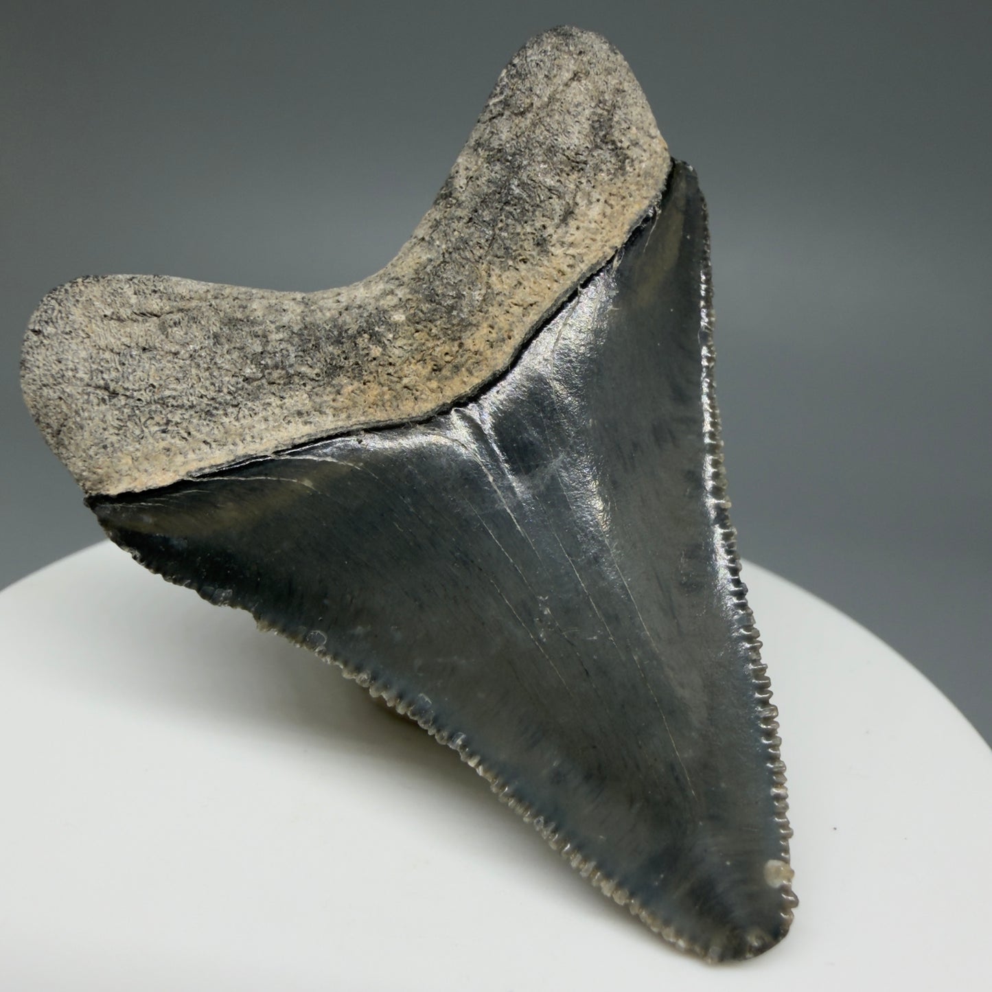 Back Left View Baby 1.99" Colorful Fossil Megalodon Tooth – South Carolina River Find | Authentic Megalodon Tooth CM6029
