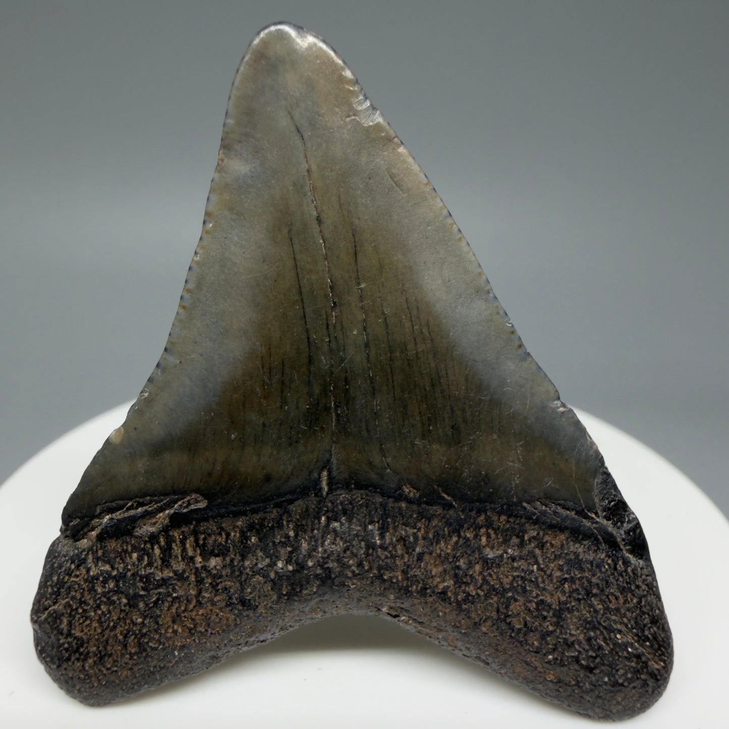 Back View 1.95" Colorful Fossil Megalodon Tooth – South Carolina River Find | Authentic Megalodon Tooth CM6028
