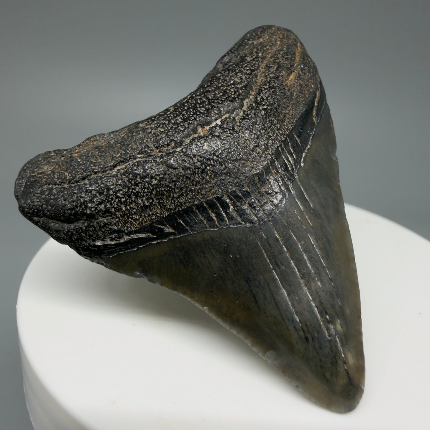 Front Left View 1.95" Colorful Fossil Megalodon Tooth – South Carolina River Find | Authentic Megalodon Tooth CM6028