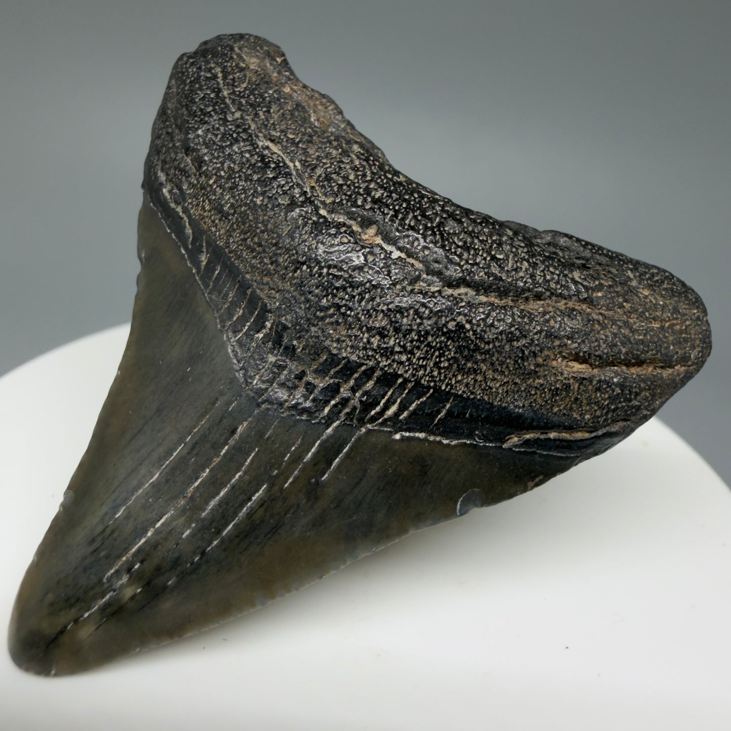 Front Right View 1.95" Colorful Fossil Megalodon Tooth – South Carolina River Find | Authentic Megalodon Tooth CM6028