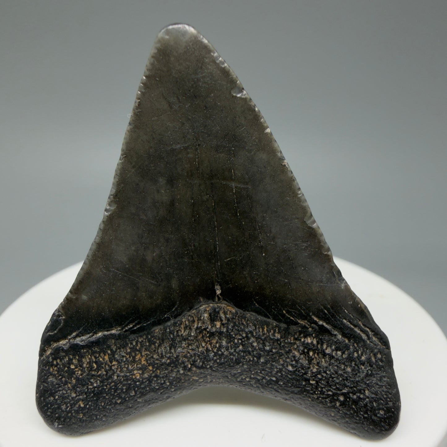 Back View 1.93" Colorful Fossil Megalodon Tooth – South Carolina River Find | Authentic CM6027