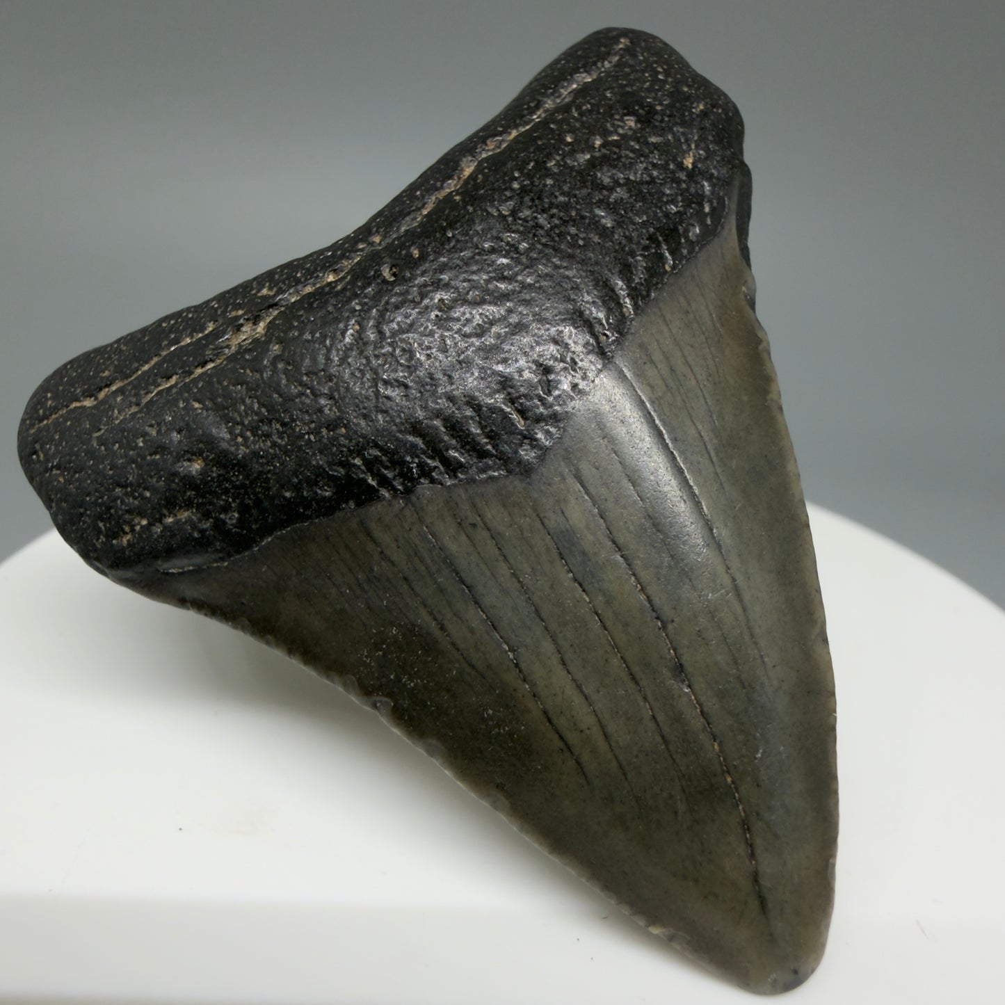 Front Left View 1.93" Colorful Fossil Megalodon Tooth – South Carolina River Find | Authentic CM6027