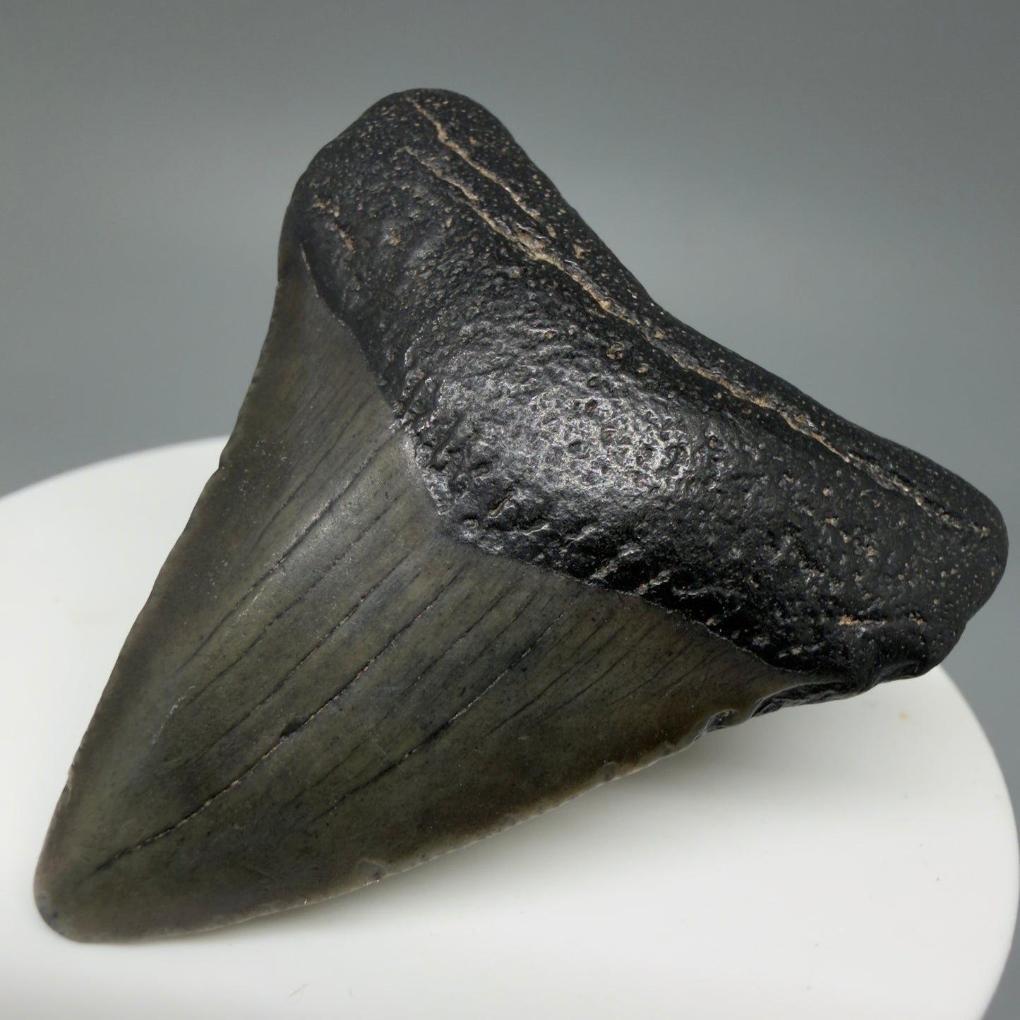 Front Right View 1.93" Colorful Fossil Megalodon Tooth – South Carolina River Find | Authentic CM6027