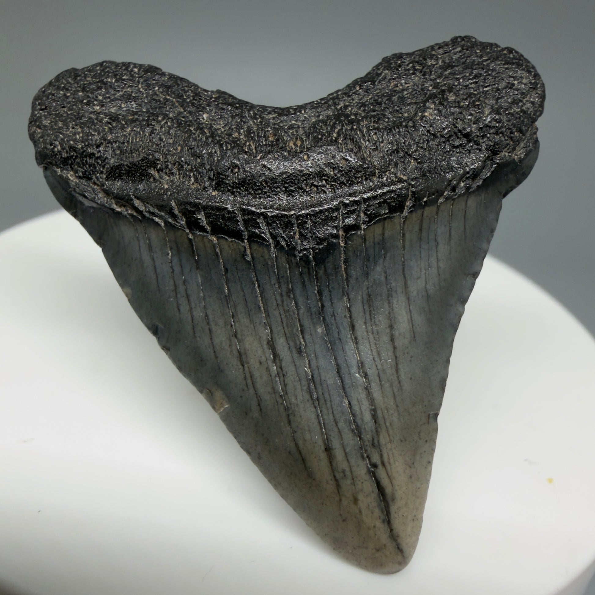 Front View Baby 1.70" Colorful Fossil Megalodon Tooth – South Carolina River Find | Authentic Megalodon Tooth CM6024 - 1