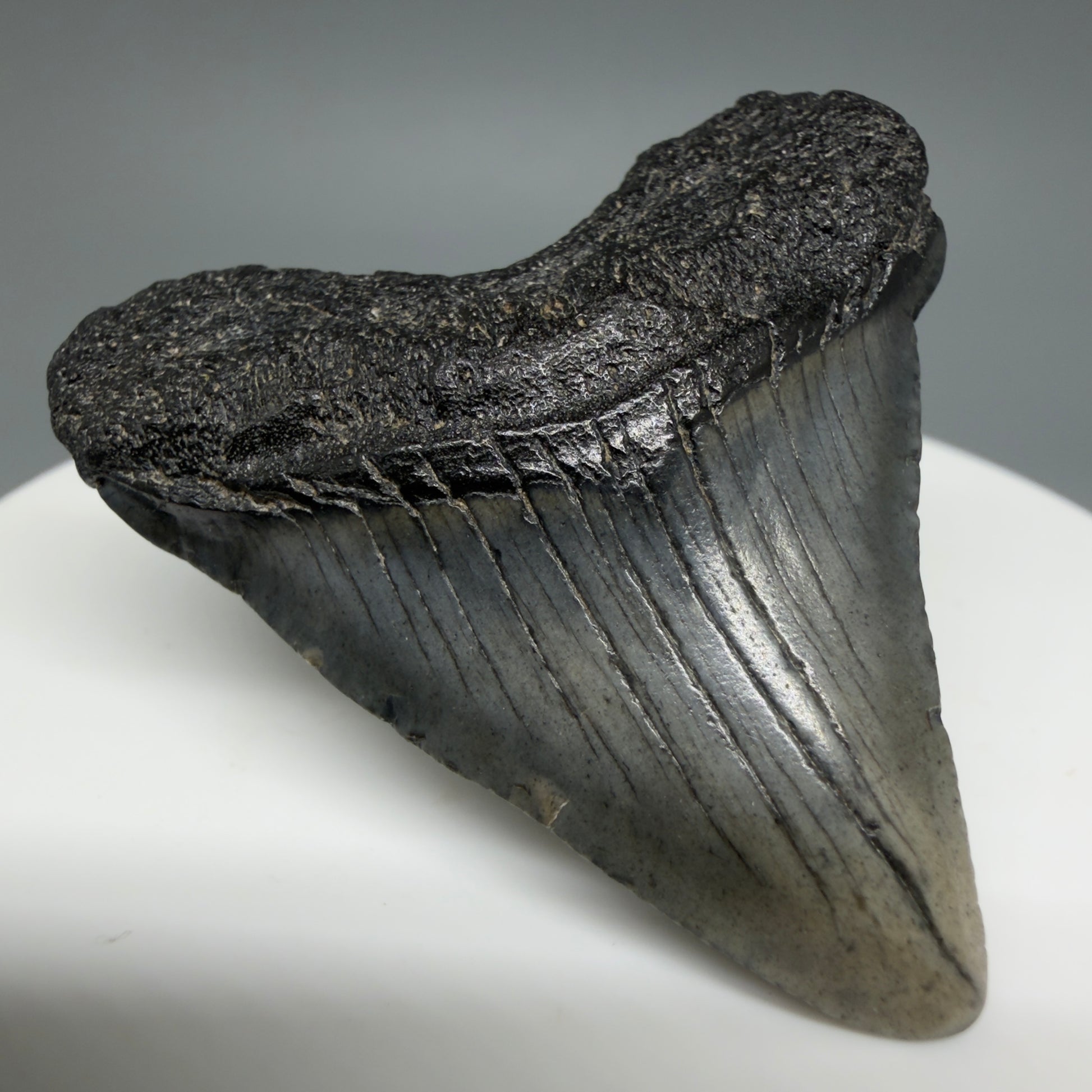 Front Left View Baby 1.70" Colorful Fossil Megalodon Tooth – South Carolina River Find | Authentic Megalodon Tooth CM6024