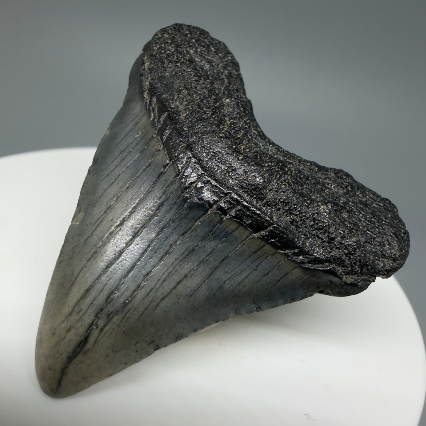 Front Right View Baby 1.70" Colorful Fossil Megalodon Tooth – South Carolina River Find | Authentic Megalodon Tooth CM6024