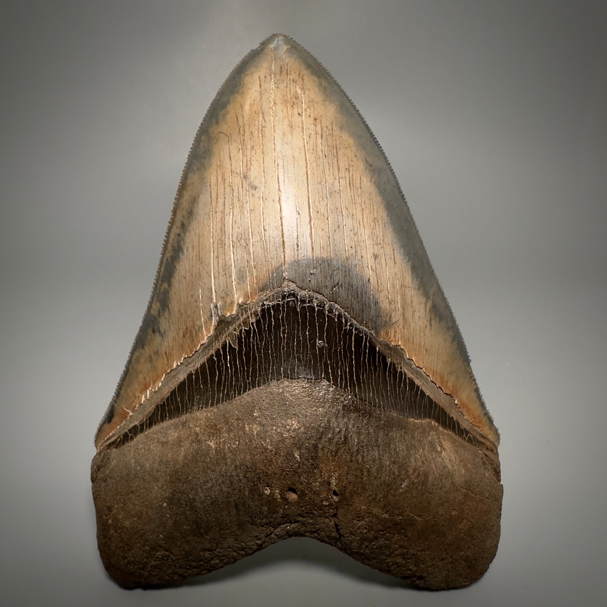 Collector's Quality, colorful 4.83" Fossil Megalodon Tooth - South Carolina CM5309 - Front 1