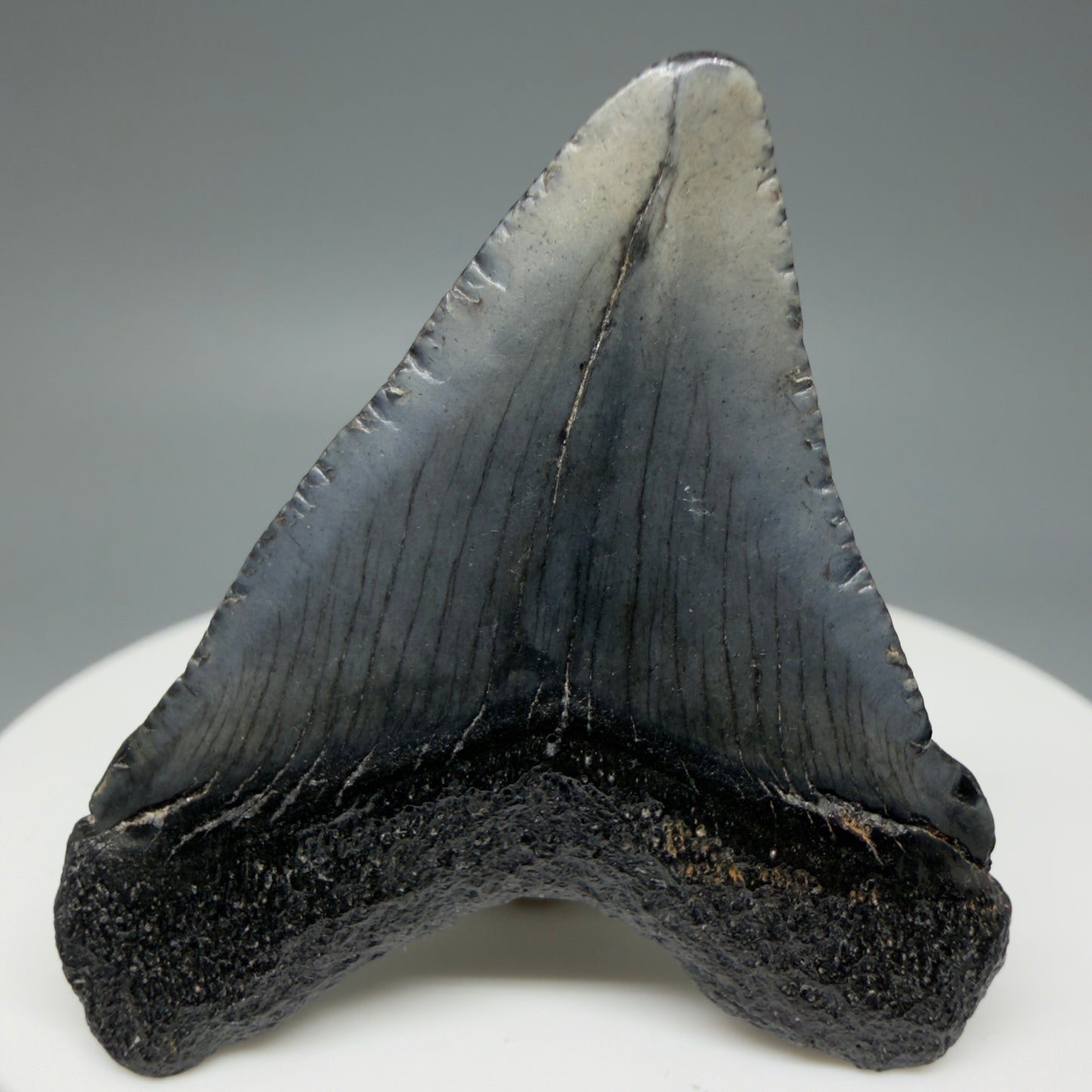 Back View Baby 1.70" Colorful Fossil Megalodon Tooth – South Carolina River Find | Authentic Megalodon Tooth CM6024