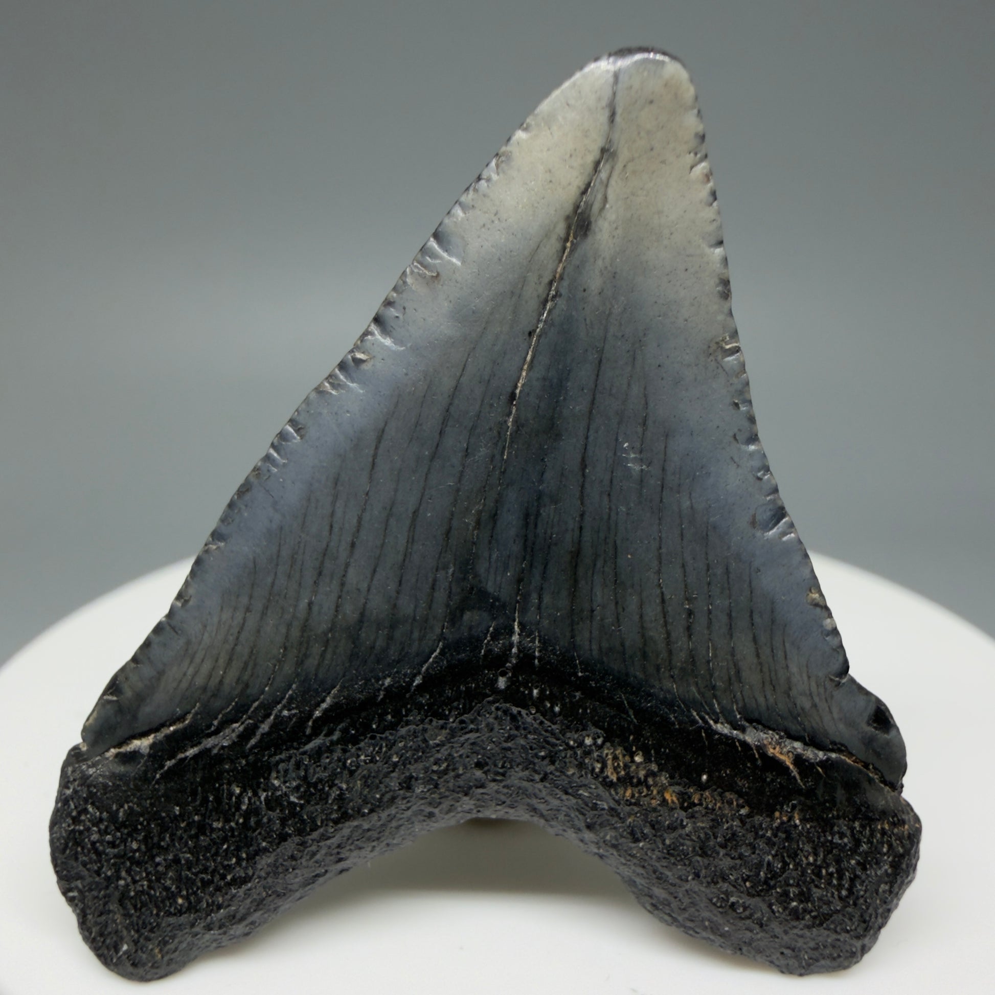 Back View Baby 1.70" Colorful Fossil Megalodon Tooth – South Carolina River Find | Authentic Megalodon Tooth CM6024