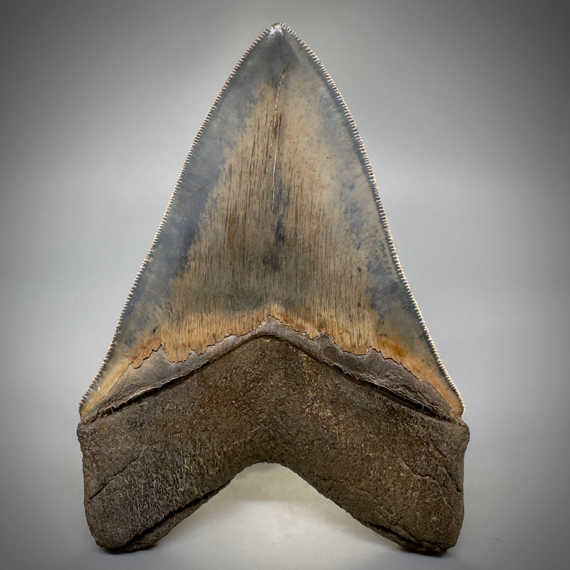 Collector's Quality, colorful 4.83" Fossil Megalodon Tooth - South Carolina CM5309 - Back 