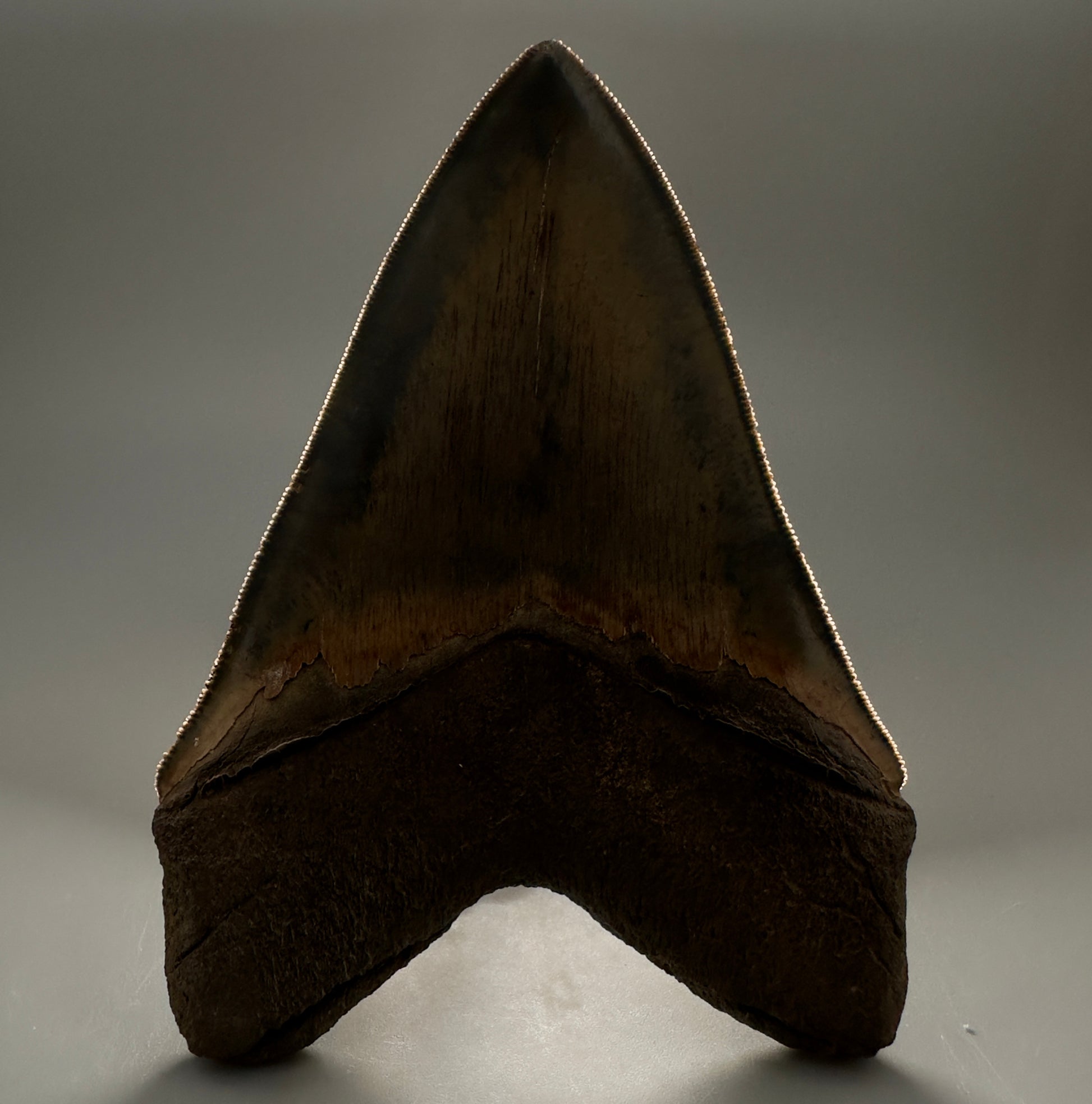 Collector's Quality, colorful 4.83" Fossil Megalodon Tooth - South Carolina CM5309 - Back Serrations detail