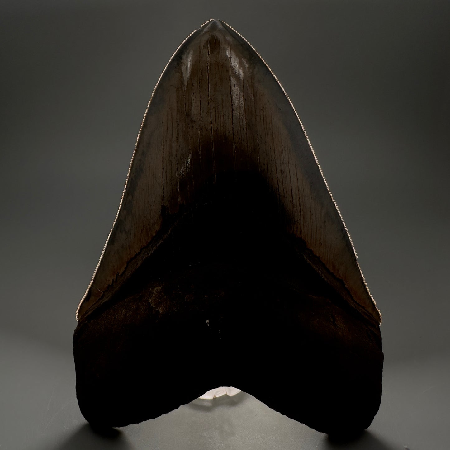 Collector's Quality, colorful 4.83" Fossil Megalodon Tooth - South Carolina CM5309 - Front Serrations detail